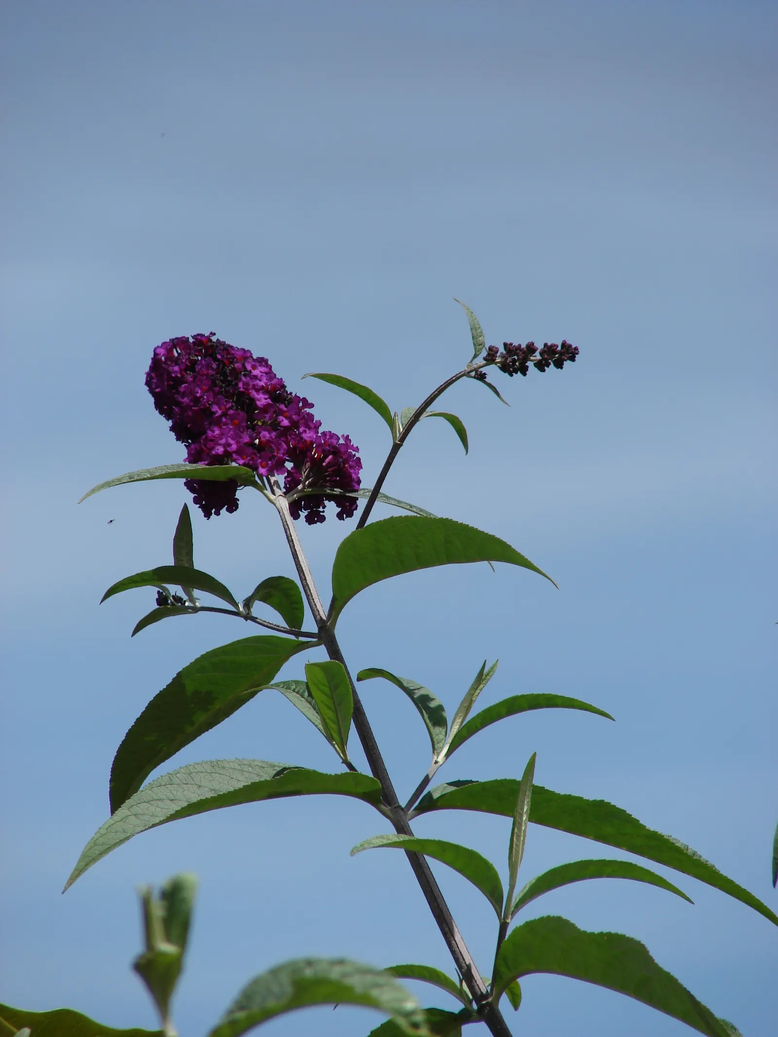 Butterfly Bush (Buddleia Davidii) — cone-shaped clusters of flowers in hues of purple; which consists of at least 6 hours of direct sunlight per day