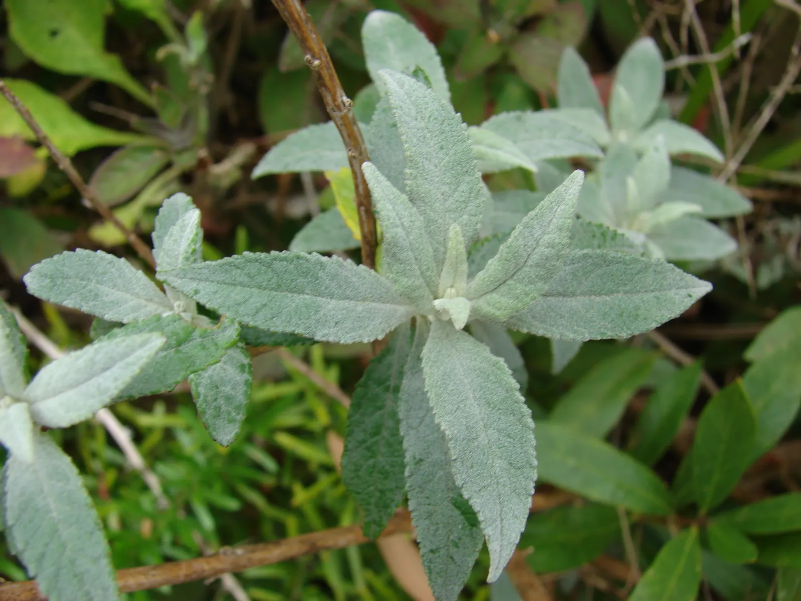 Butterfly Bush (Buddleia Davidii) — this fast-growing plant can reach a height of 6 to 12 feet and a spread of 4 to 15 feet