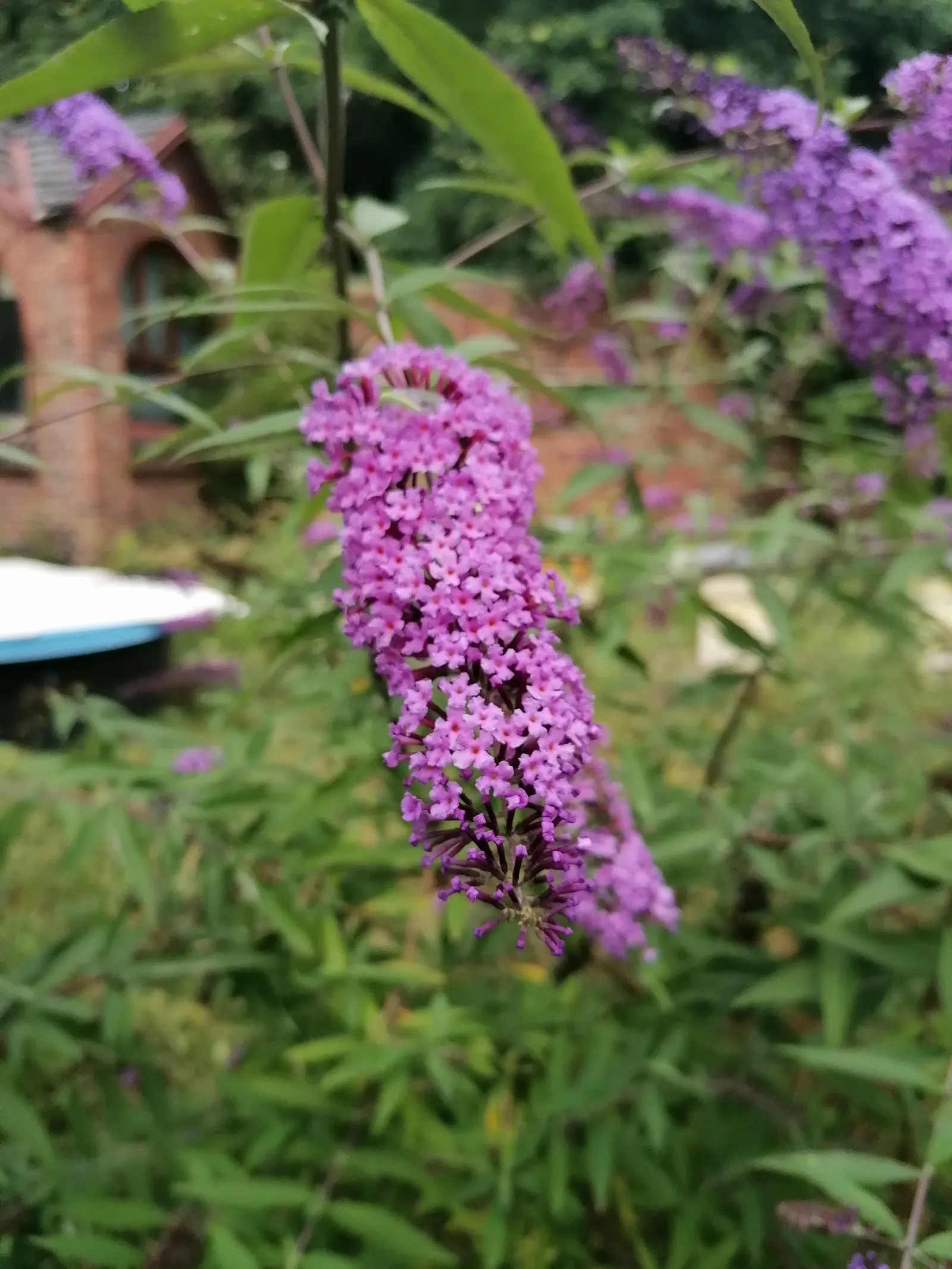 Butterfly Bush (Buddleia Davidii) — Suitable for USDA zones 5-9, it can be invasive, so responsible cultivation is advised; this fast-growing plant can reach a