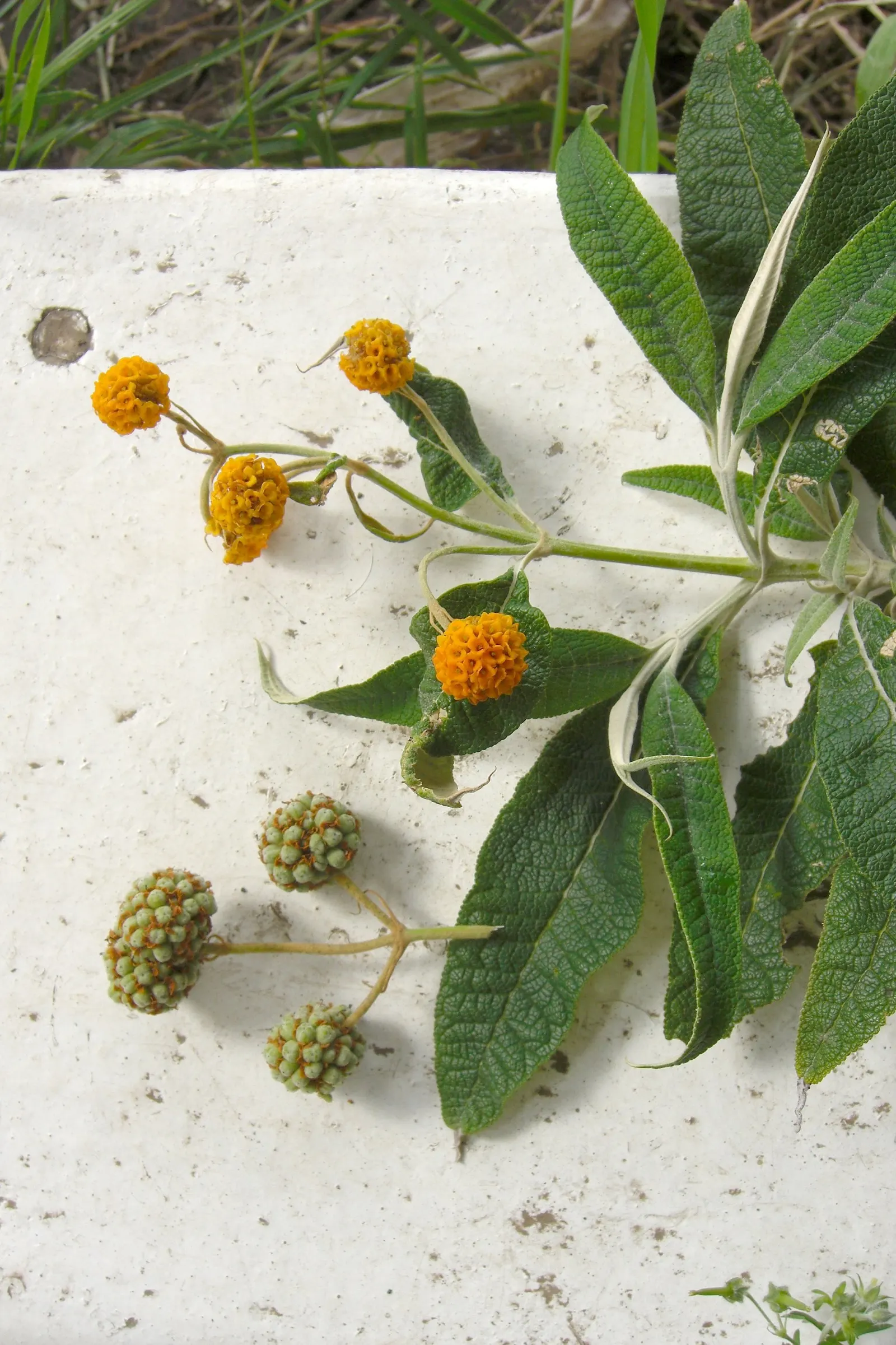 Butterfly Bush (Buddleia Davidii) — making it a favorite amongst garden enthusiasts; this low-maintenance plant prefers full sun and well-drained, image 113