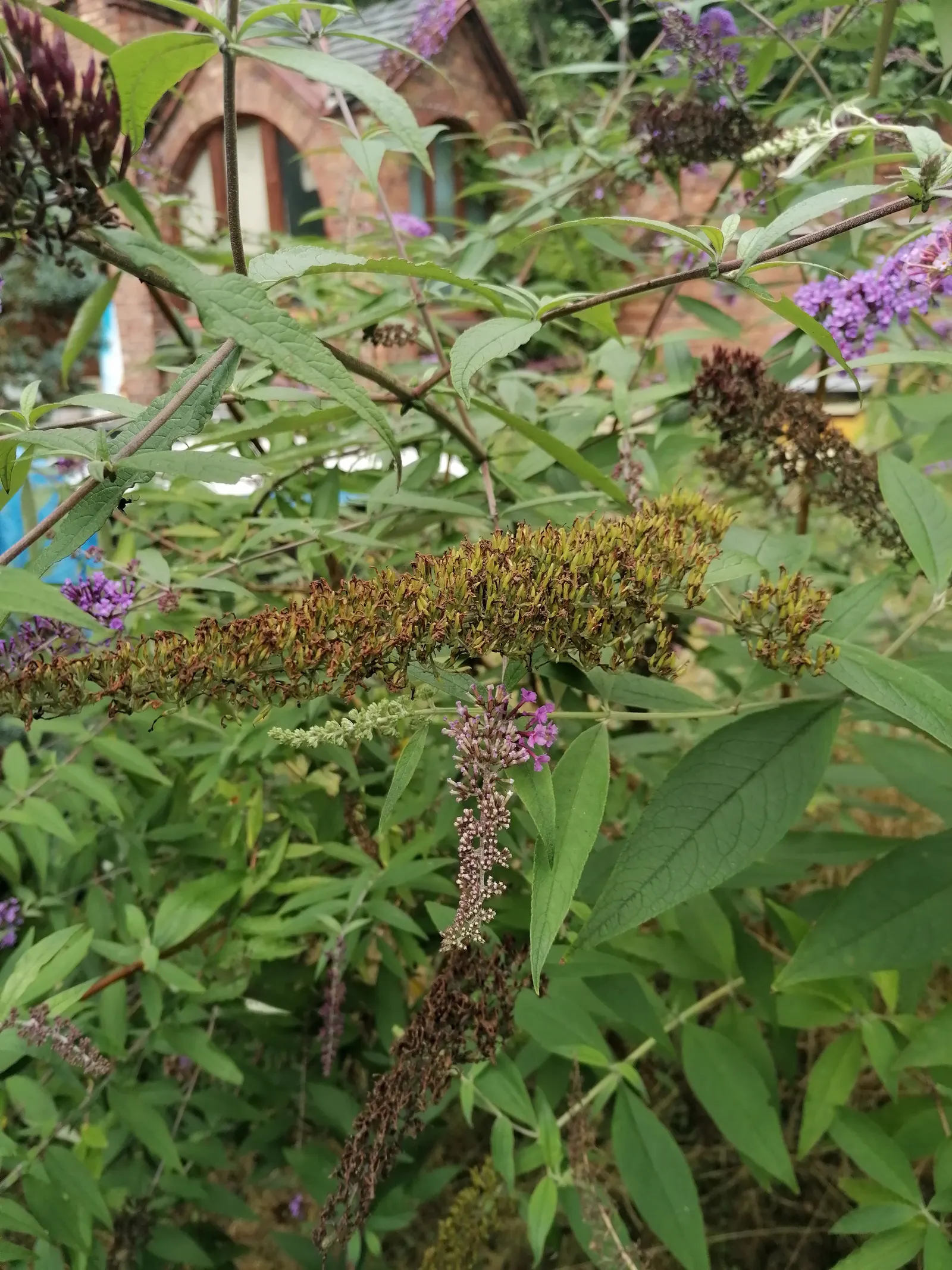 Butterfly Bush (Buddleia Davidii) — thus adding dynamic wildlife interest to the space.<br><br>For optimal growth; shrub for full or half, image 133