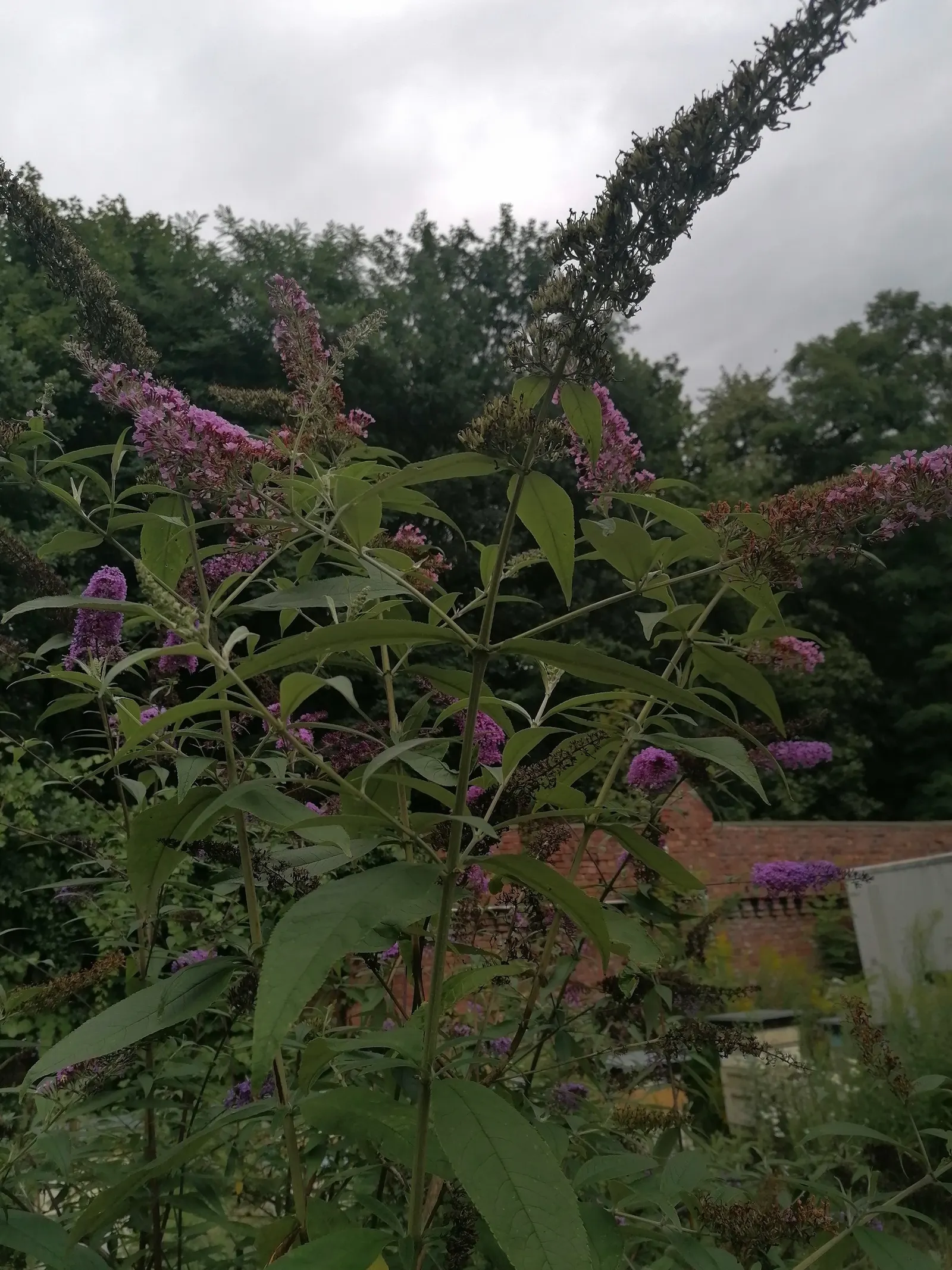 Butterfly Bush (Buddleia Davidii) — These flowers can be purple, image 102