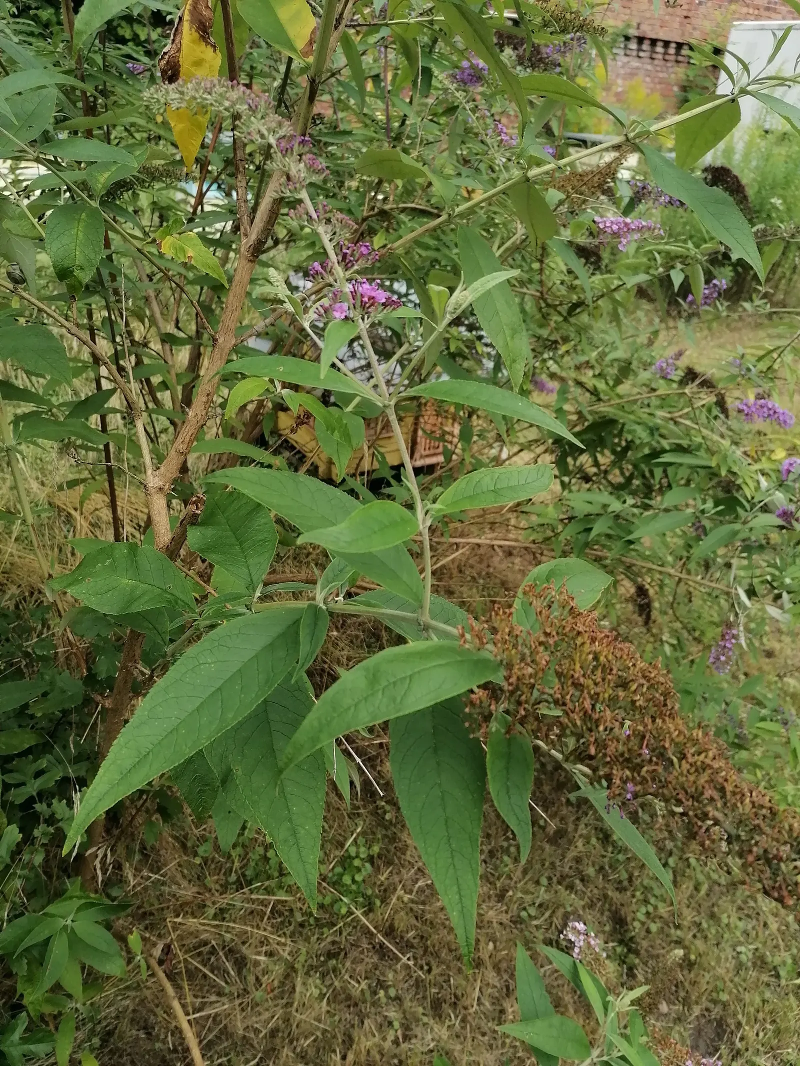 Butterfly Bush (Buddleia Davidii) — this fast-growing plant can reach a height of 6 to 12 feet and a spread of 4 to 15 feet; treasured for its, image 97