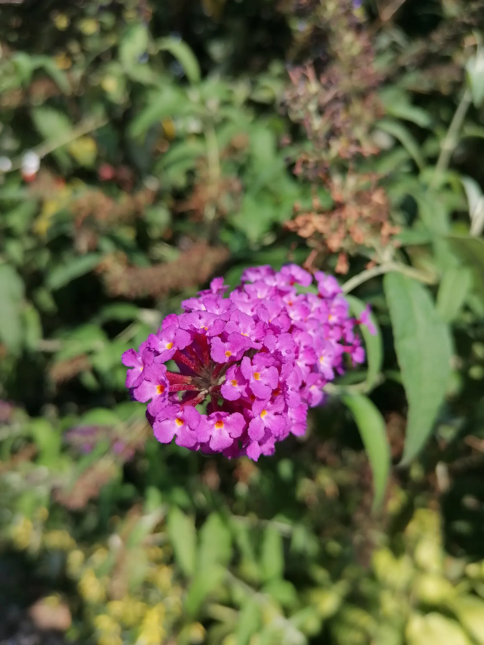 Butterfly Bush (Buddleia Davidii) — typically reaching 6-12 ft in height with a 4-15 ft spread; depending on the cultivar and growing conditions