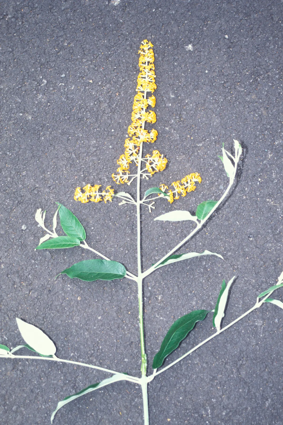 Butterfly Bush (Buddleia Davidii) — Its arching branches exhibit lance-shaped leaves that are typically 6 to 10 inches long; note that some, image 99