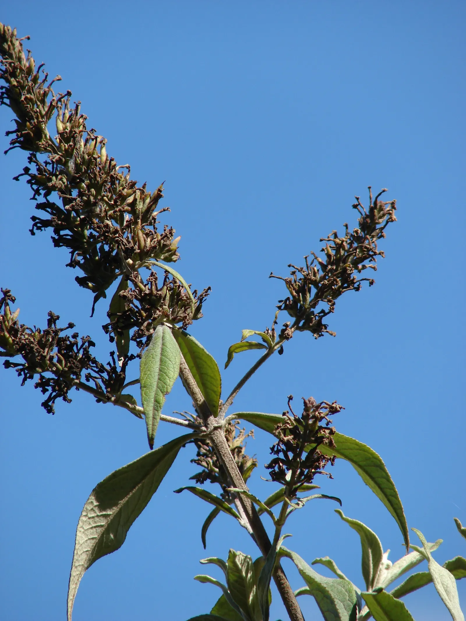 Butterfly Bush (Buddleia Davidii) — but benefits from regular watering during prolonged dry spells; dominant in USDA hardiness zones 5 through 9, image 136