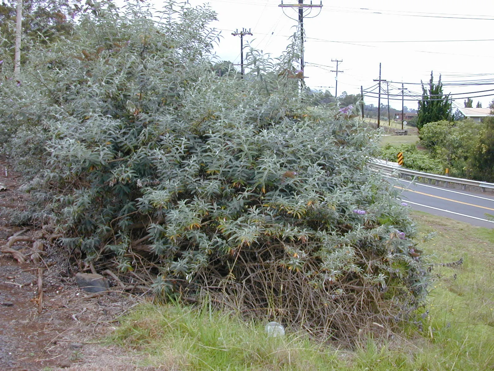 Butterfly Bush (Buddleia Davidii) — purple flowers in the garden