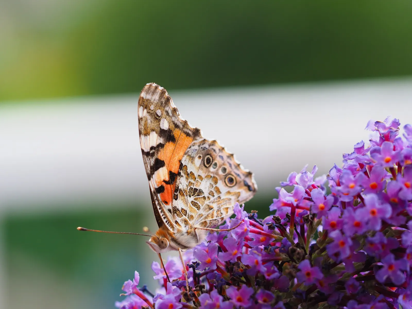 Butterfly Bush (Buddleia Davidii) — Suitable for USDA zones 5-9, it can be invasive, so responsible cultivation is advised; this fast-growing plant, image 64