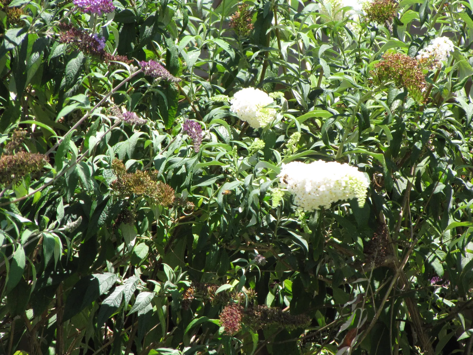 Butterfly Bush (Buddleia Davidii) — shrub with purple blooms; it is relatively drought-tolerant once established, image 115