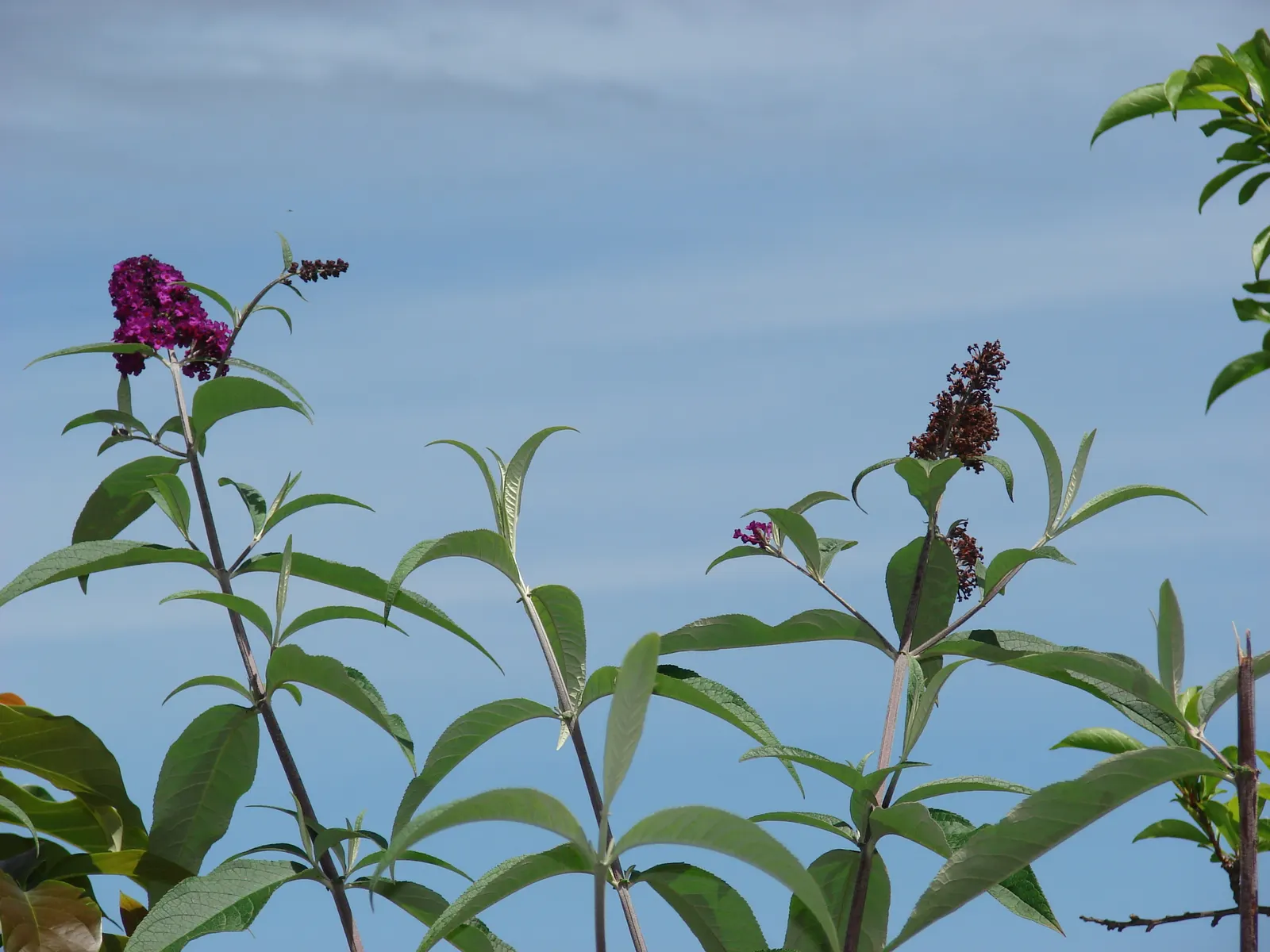 Butterfly Bush (Buddleia Davidii) — purple flowers in the garden; its arching branches exhibit lance-shaped leaves that are typically 6 to 10, image 85