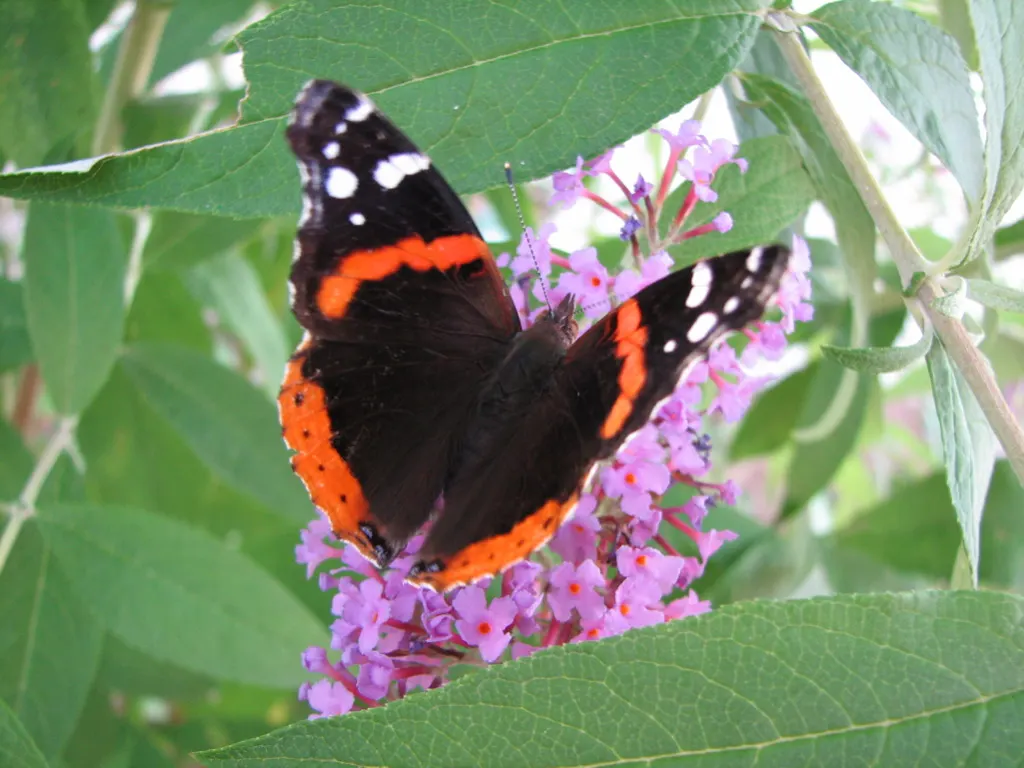 Butterfly Bush (Buddleia Davidii) — Its arching branches exhibit lance-shaped leaves that are typically 6 to 10 inches long; note that some locations may