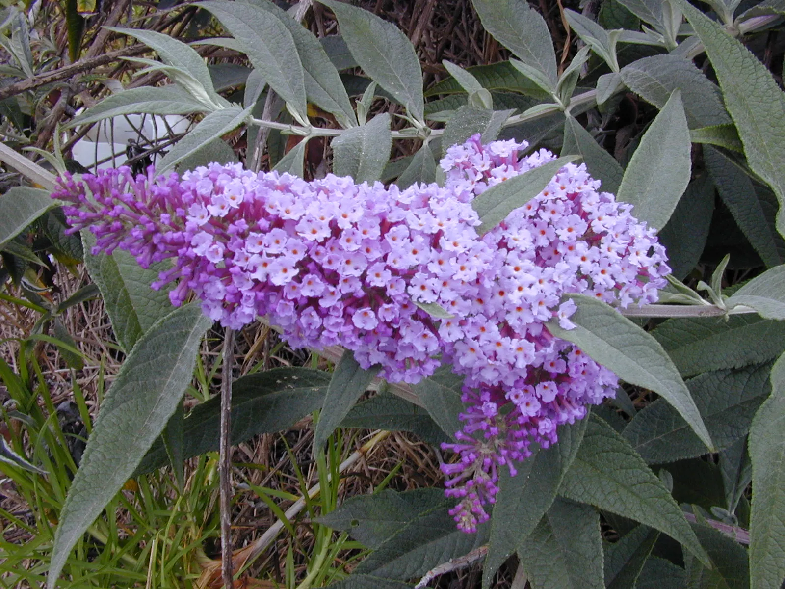 Butterfly Bush (Buddleia Davidii) — is an eye-catching deciduous or semi-evergreen shrub; and as a focal point in ornamental landscapes, image 124