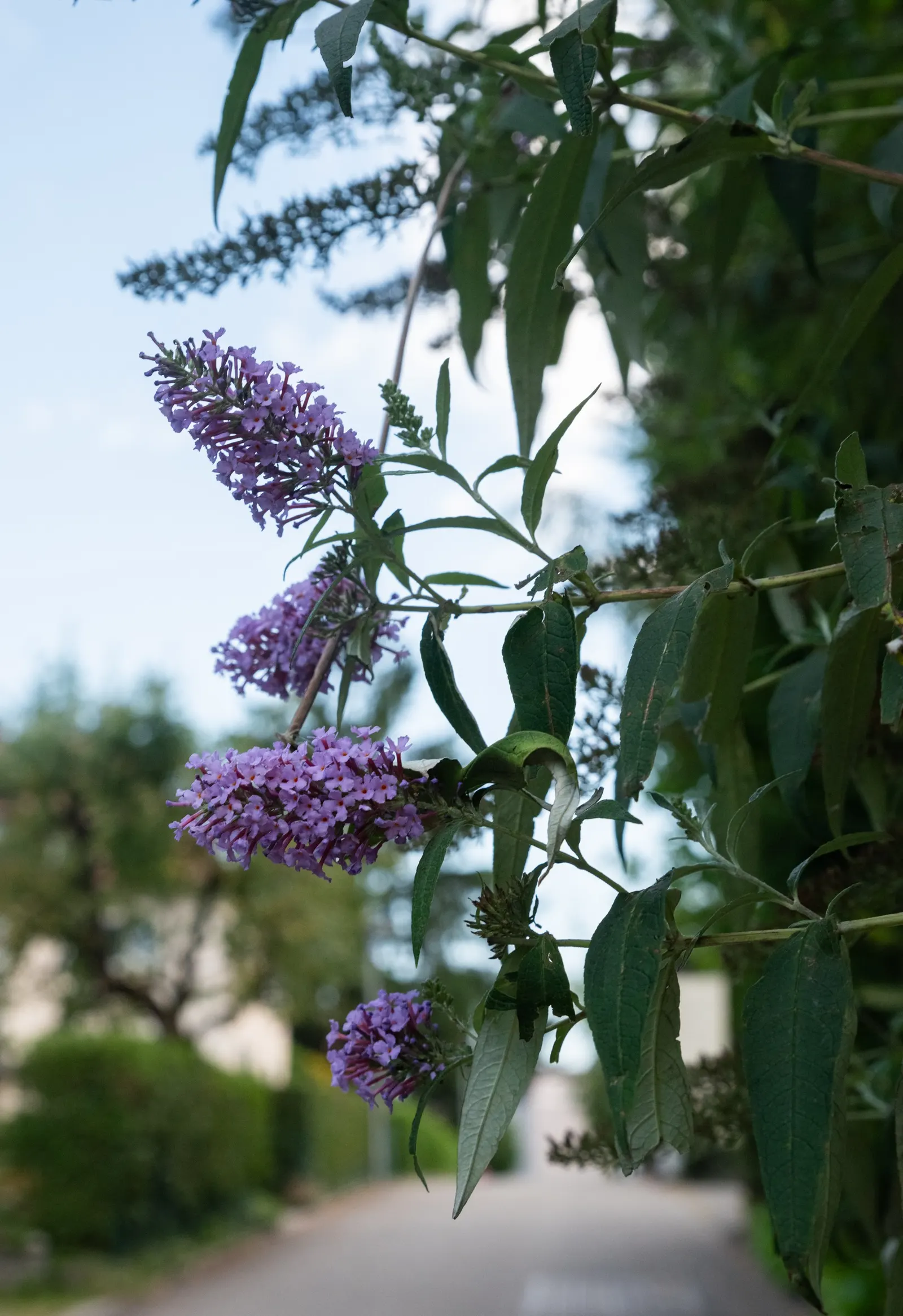 Butterfly Bush (Buddleia Davidii) — It offers aesthetic appeal; purple flowers in the garden, image 83