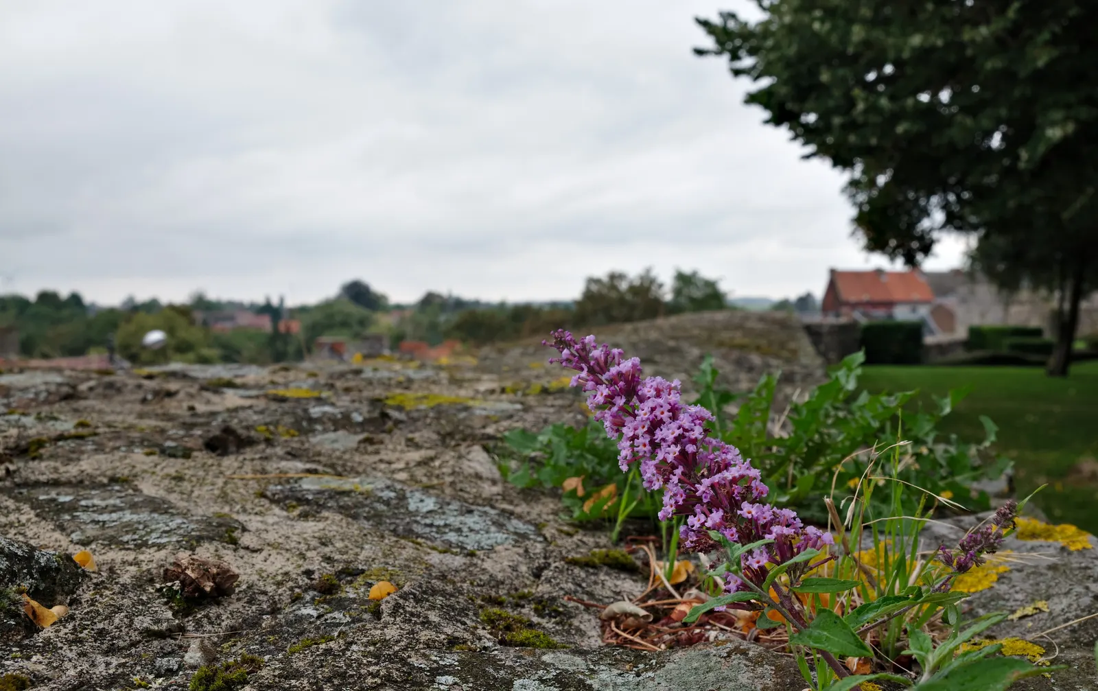 Butterfly Bush (Buddleia Davidii) — Dominant in USDA hardiness zones 5 through 9; shrub with purple blooms, image 79