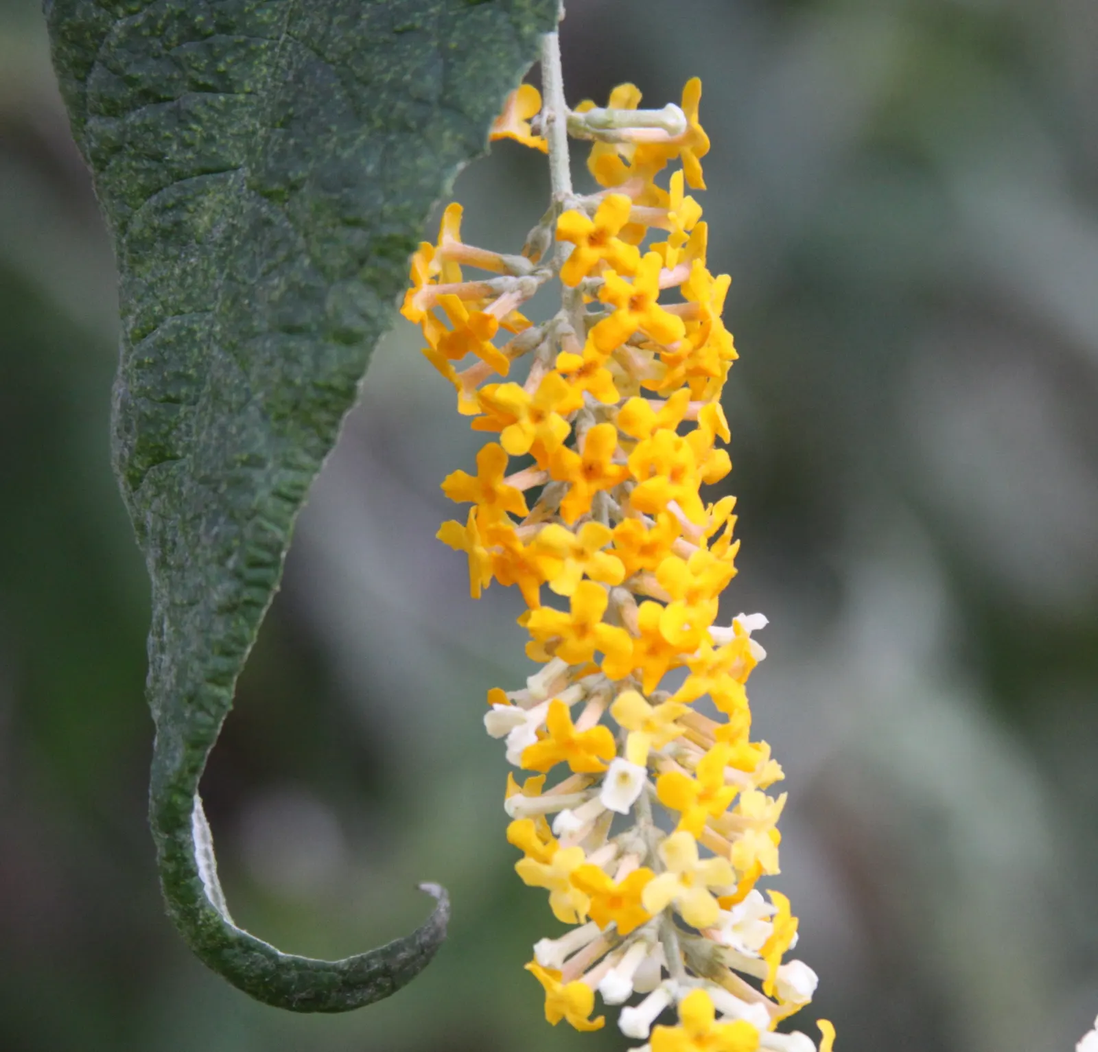 Butterfly Bush (Buddleia Davidii) — It offers aesthetic appeal; purple flowers in the garden
