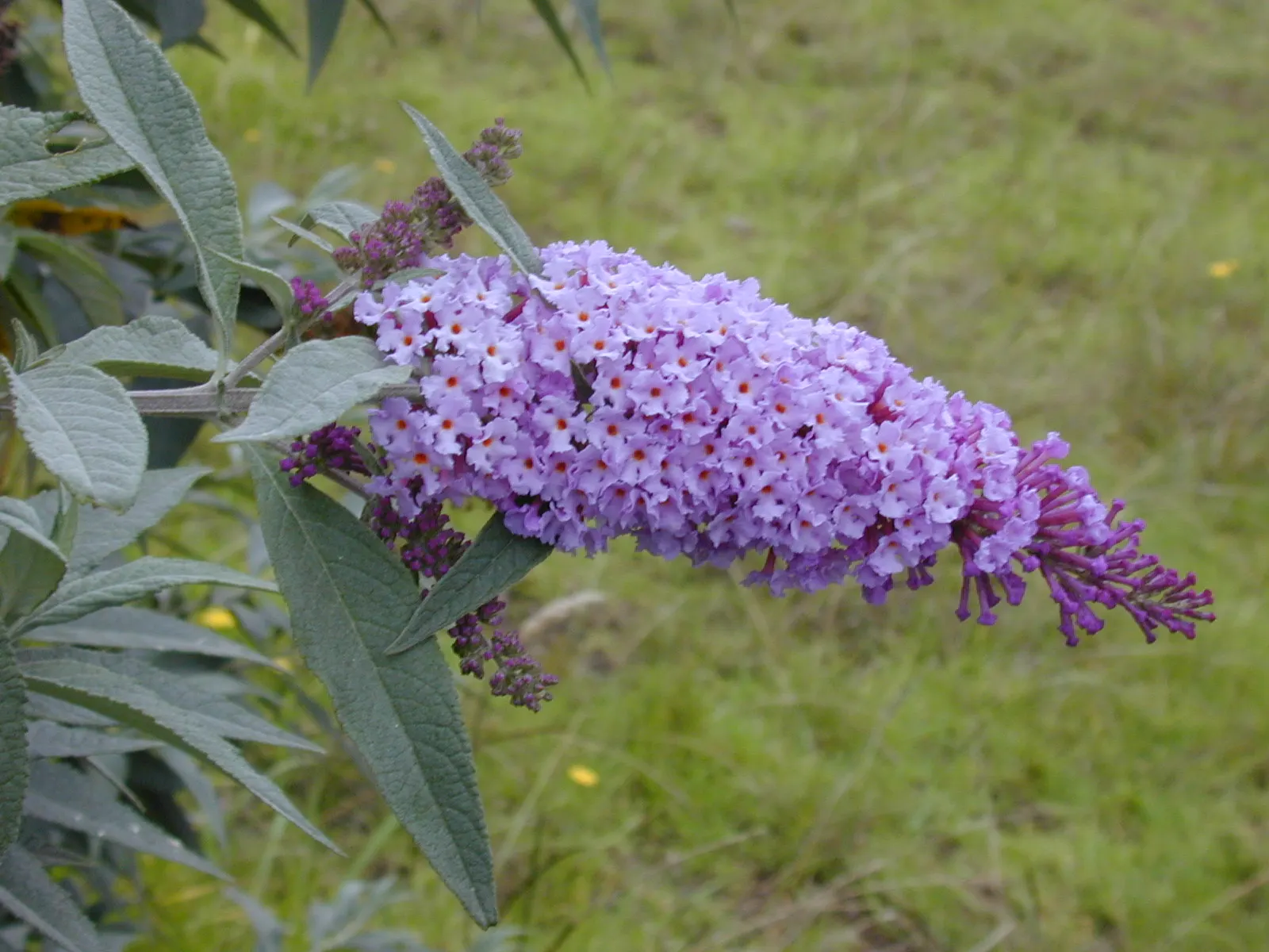 Butterfly Bush (Buddleia Davidii) — treasured for its ability to attract butterflies and other pollinators to the landscape; typically reaching, image 67