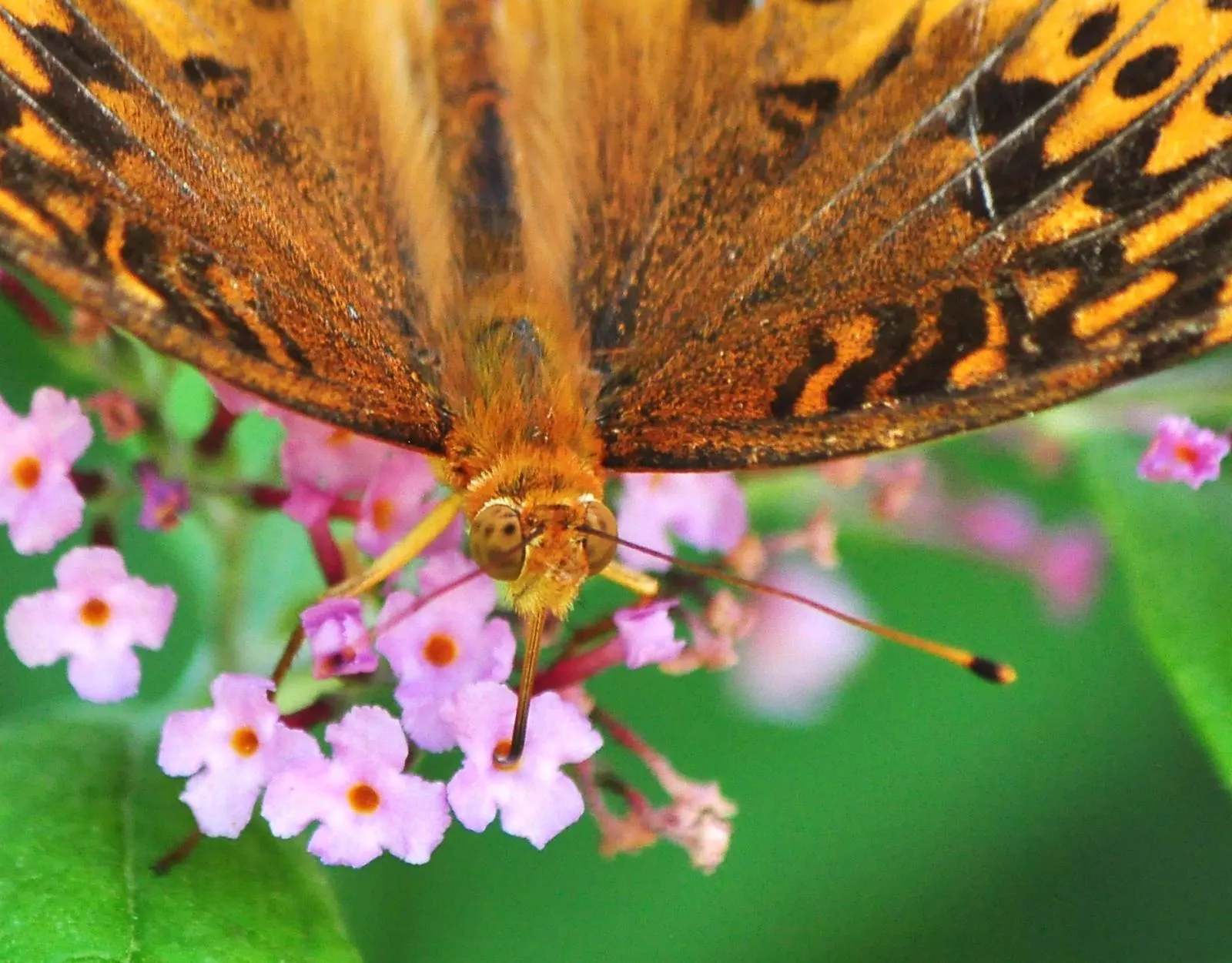 Butterfly Bush (Buddleia Davidii) — and are absolutely magnetic to butterflies and bees