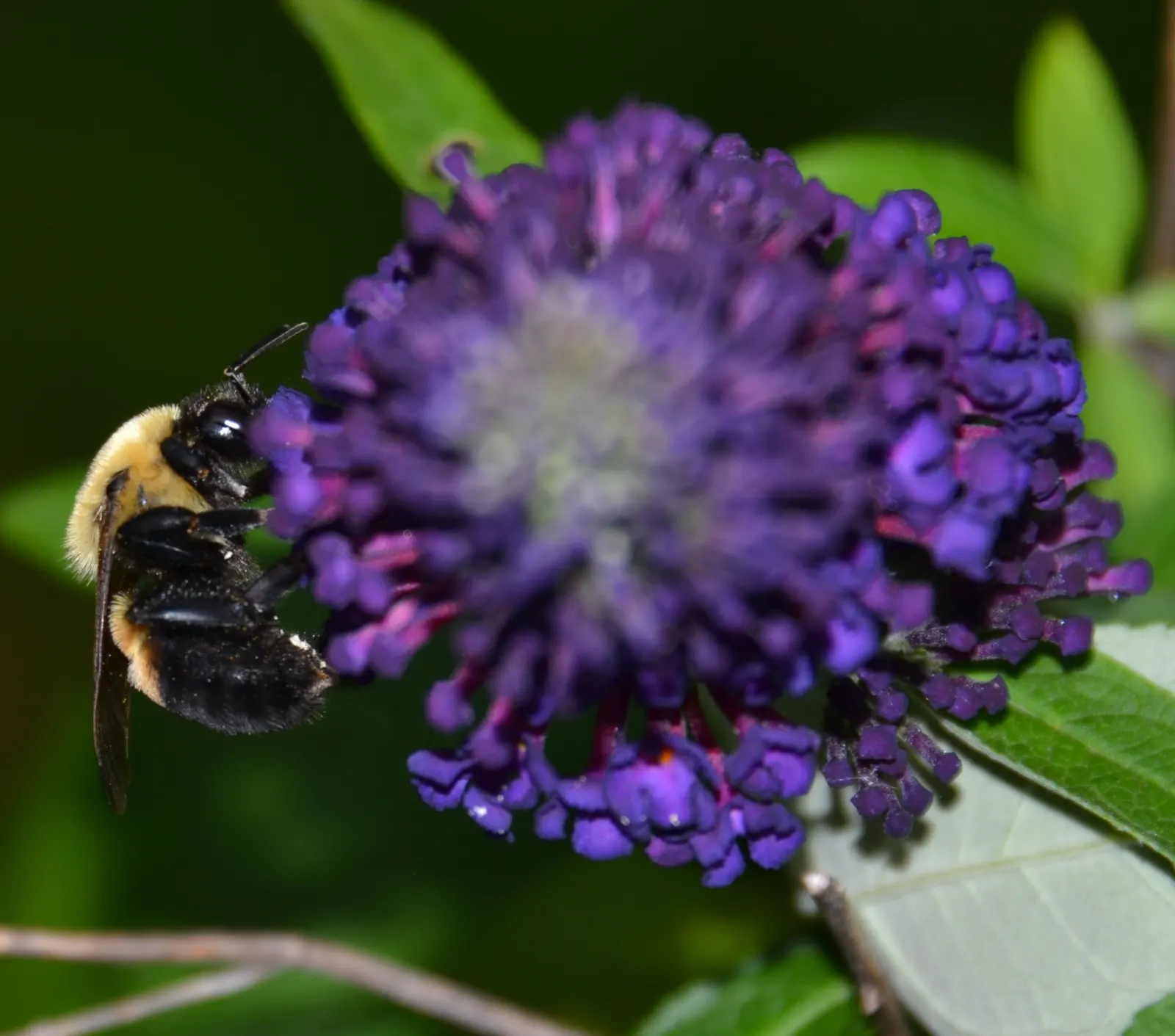 Butterfly Bush (Buddleia Davidii) — depending on the cultivar and growing conditions