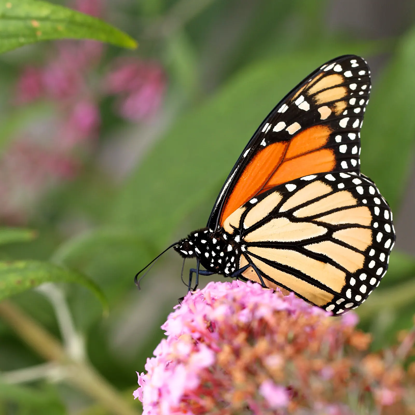 Butterfly Bush (Buddleia Davidii) — shrub for full or half