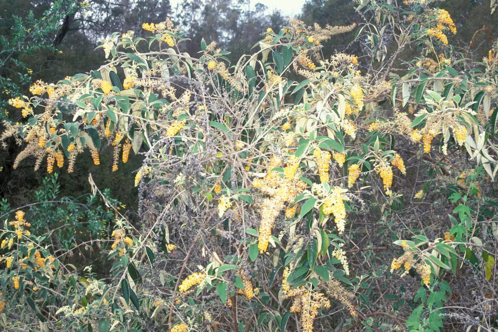 Butterfly Bush (Buddleia Davidii) — as blooms occur on new wood; suitable for USDA zones 5-9, it can be invasive, so responsible cultivation is, image 80