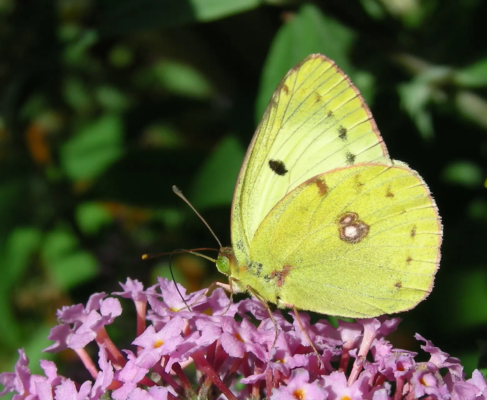 Butterfly Bush (Buddleia Davidii) — treasured for its ability to attract butterflies and other pollinators to the landscape; typically reaching, image 125
