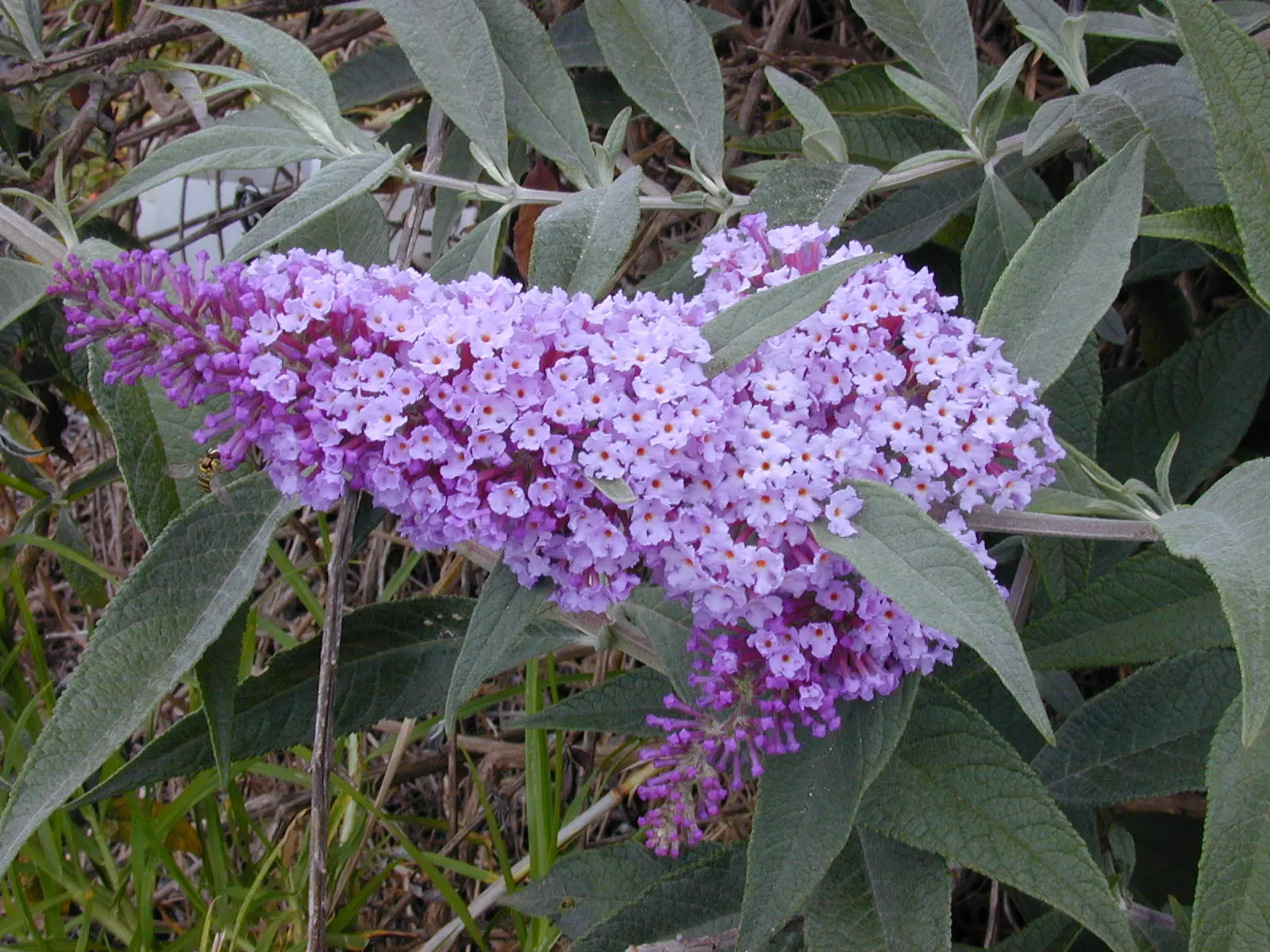Butterfly Bush (Buddleia Davidii) — making it a favorite amongst garden enthusiasts