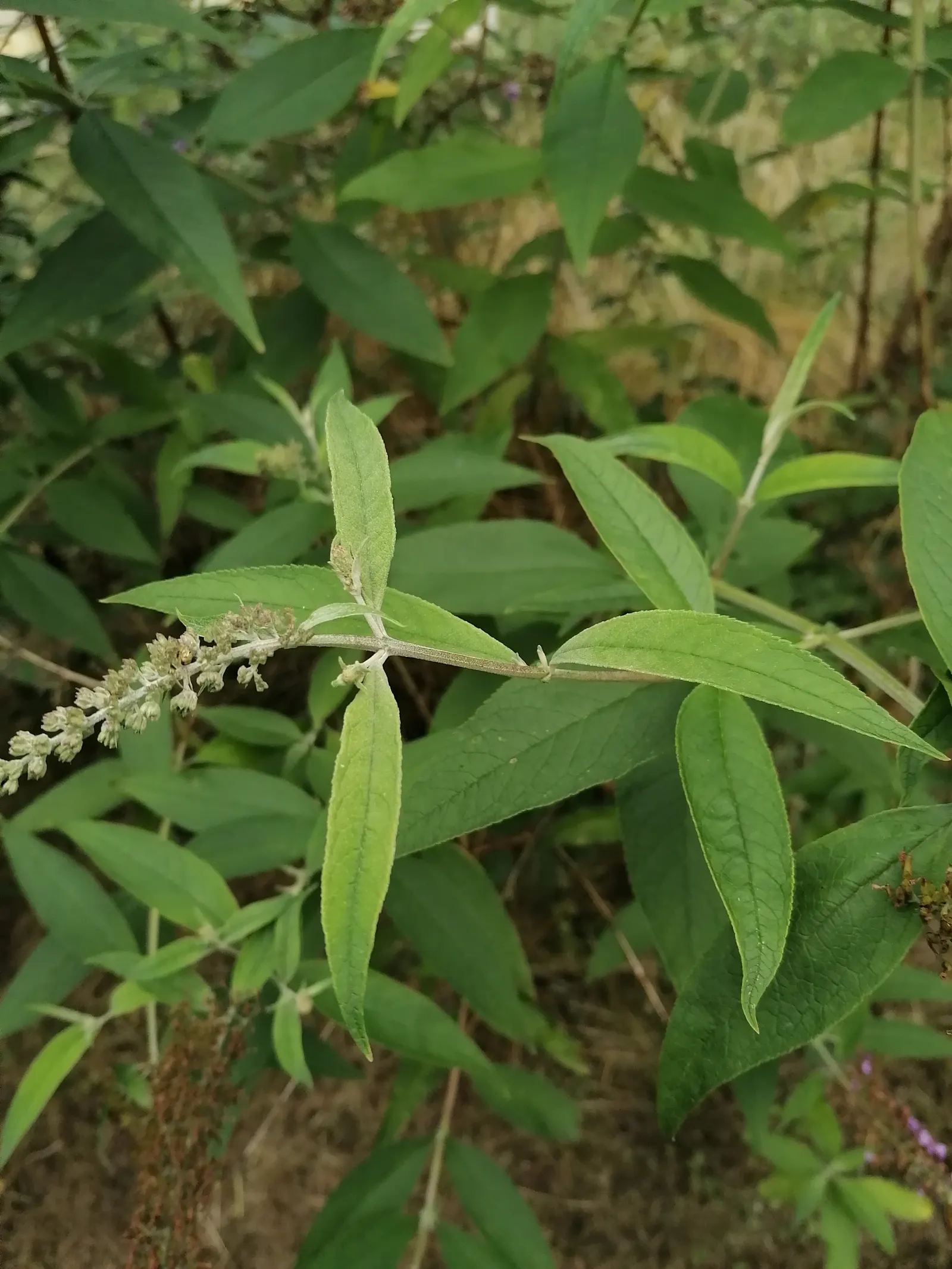 Butterfly Bush (Buddleia Davidii) — scientifically known as Buddleia davidii; thus adding dynamic wildlife interest to the space.<br><br>For, image 123