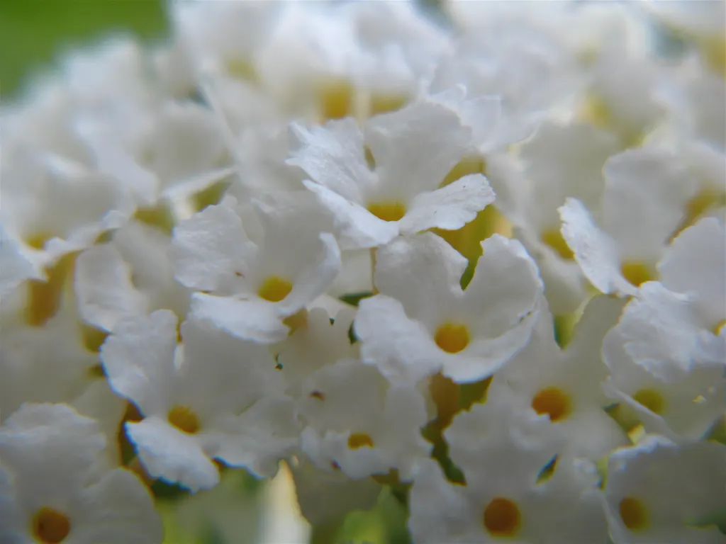 Butterfly Bush (Buddleia Davidii) — thus adding dynamic wildlife interest to the space.<br><br>For optimal growth