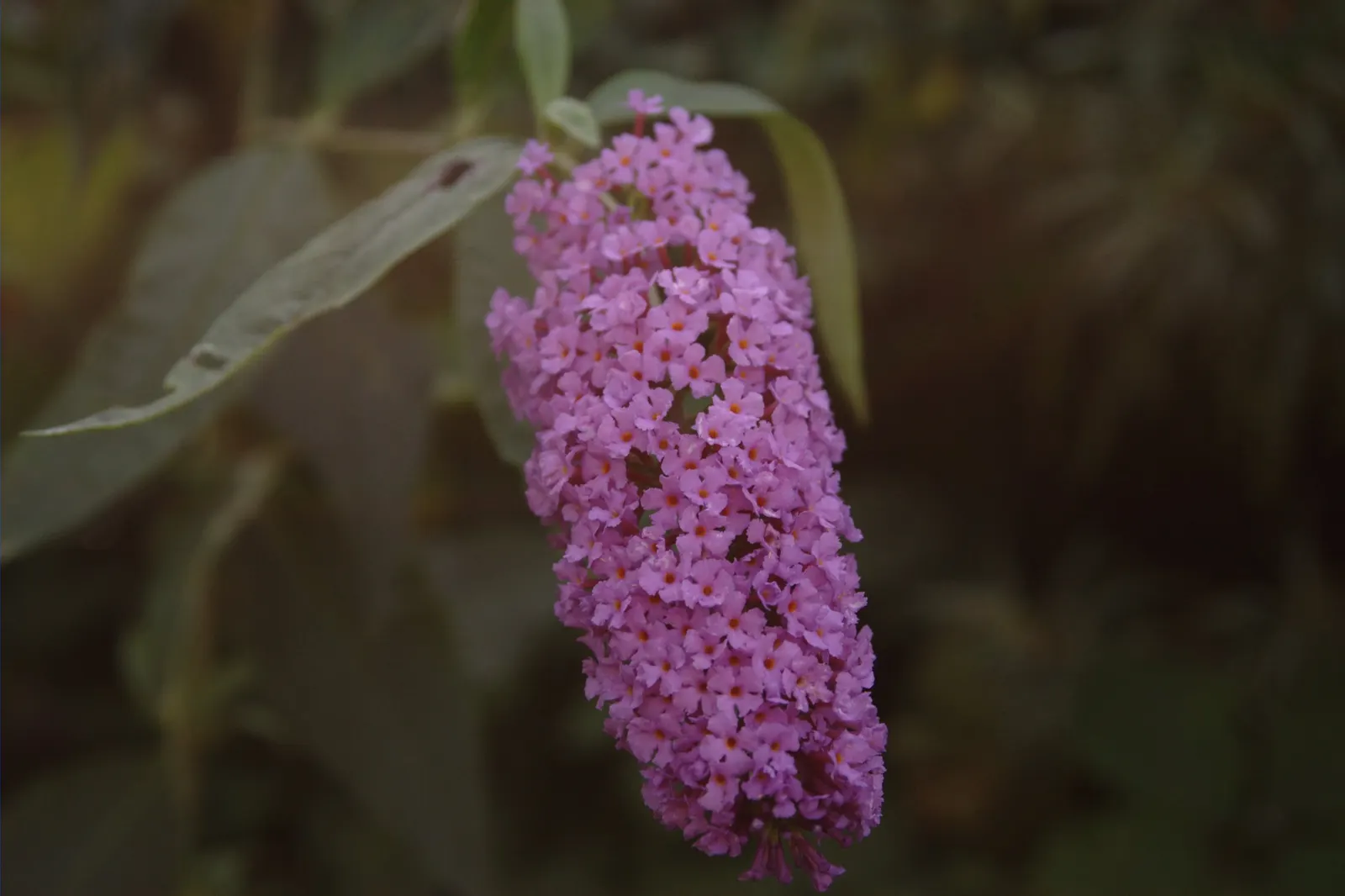 Butterfly Bush (Buddleia Davidii) — as blooms occur on new wood