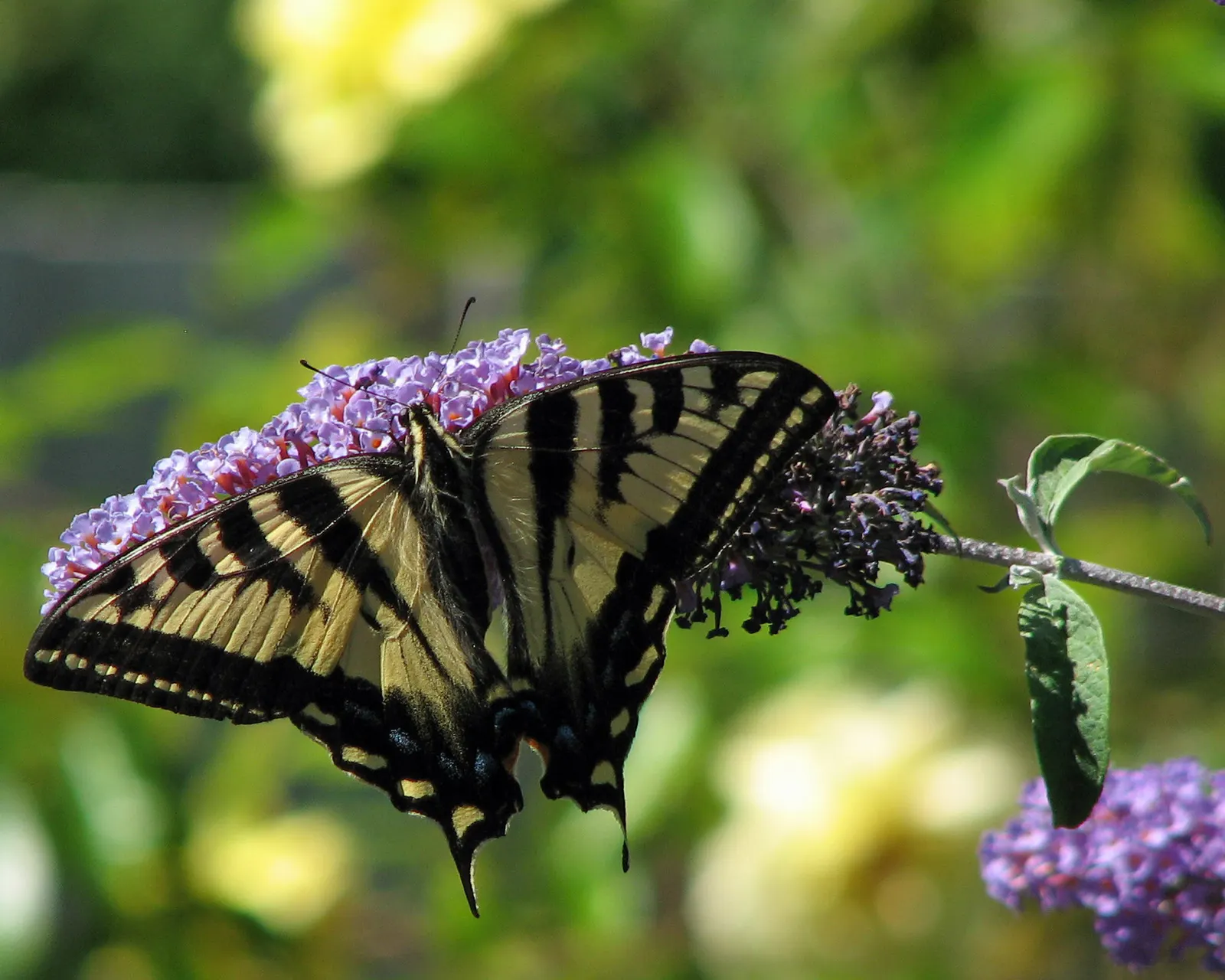 Butterfly Bush (Buddleia Davidii) — Buddleia davidii comes alive with panicles of fragrant flowers; butterfly Bush (Buddleia davidii) is a, image 71