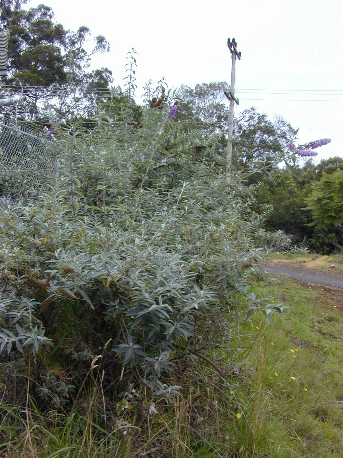 Butterfly Bush (Buddleia Davidii) — shrub for full or half; making it a favorite amongst garden enthusiasts, image 116