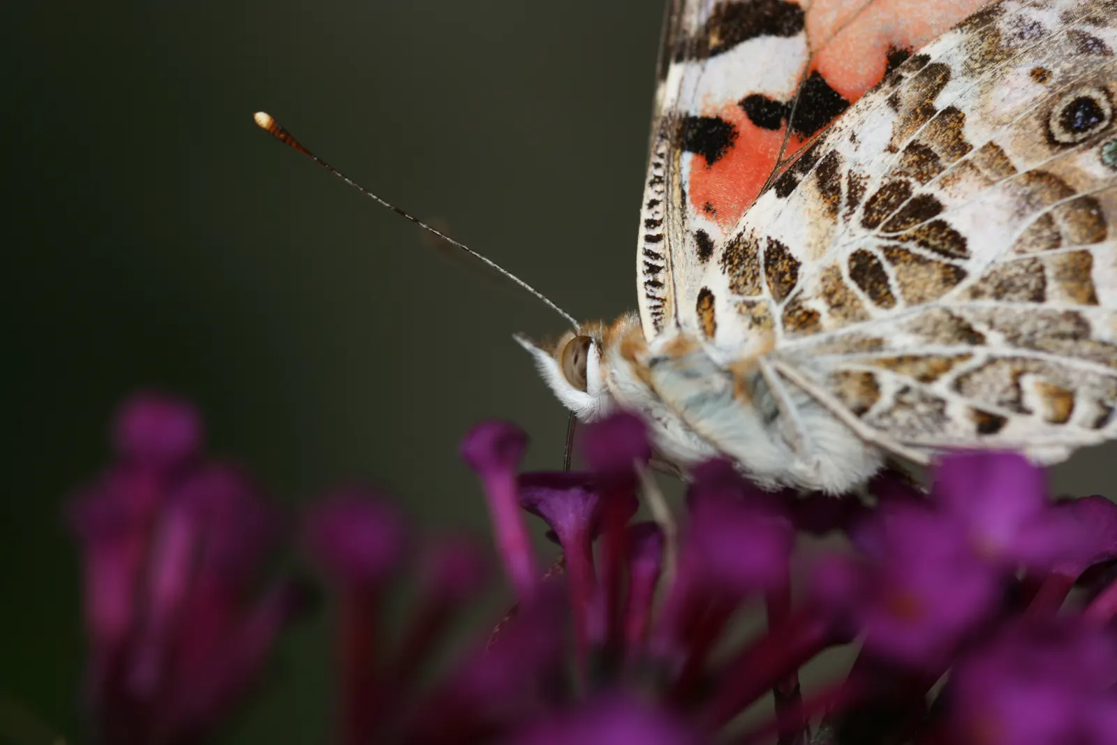 Butterfly Bush (Buddleia Davidii) — cone-shaped clusters of flowers in hues of purple; which consists of at least 6 hours of direct sunlight per day, image 61