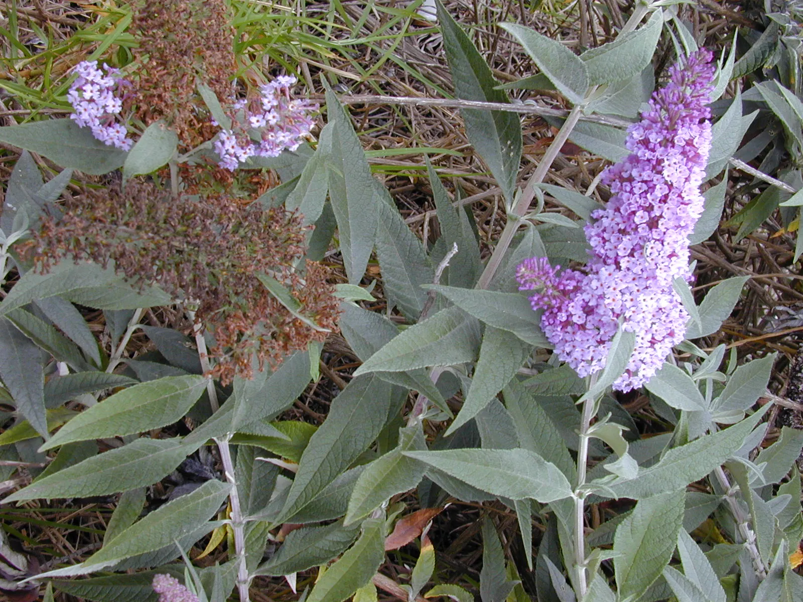 Butterfly Bush (Buddleia Davidii) — Butterfly Bush (Buddleia davidii) is a fast-growing deciduous shrub; it blooms from summer to autumn