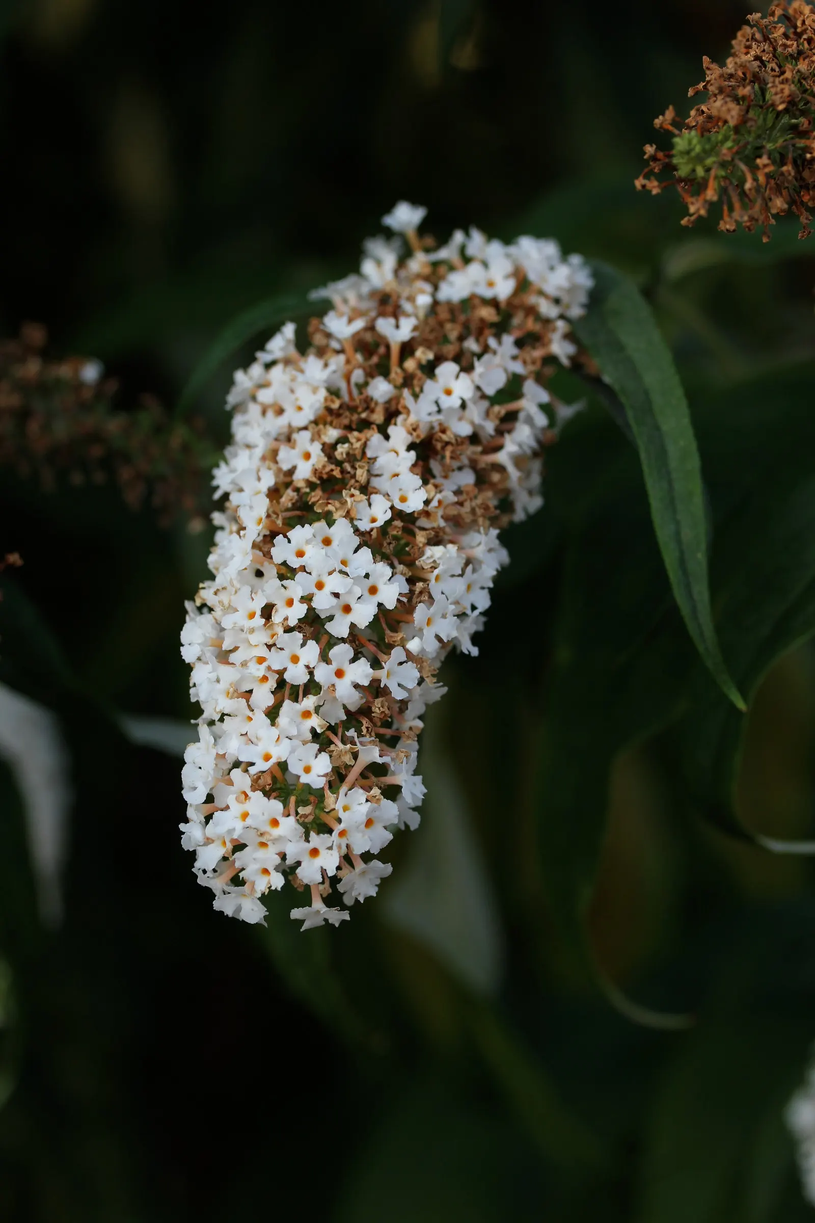 Butterfly Bush (Buddleia Davidii) — shrub with purple blooms; it is relatively drought-tolerant once established, image 86