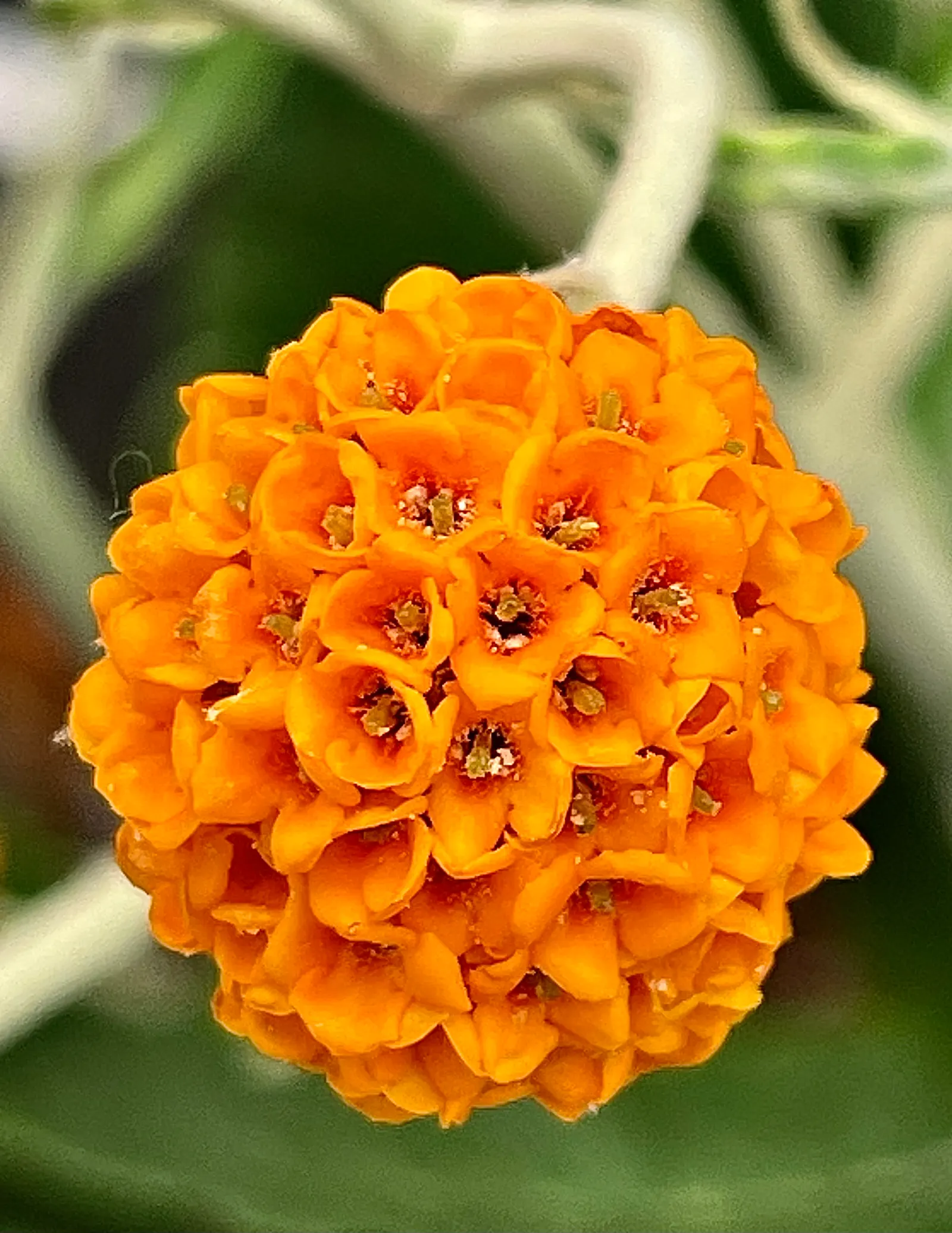 Butterfly Bush (Buddleia Davidii) — This low-maintenance plant prefers full sun and well-drained soil, attracting butterflies and hummingbirds, image 92