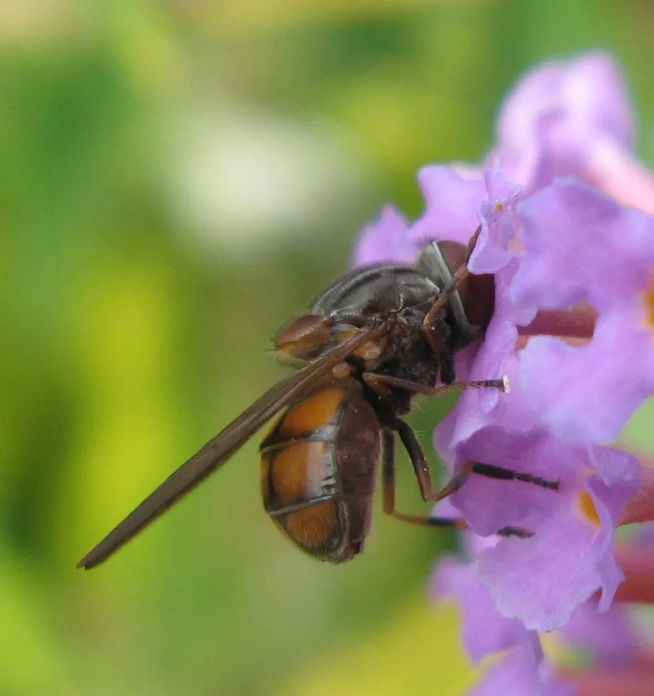 Butterfly Bush (Buddleia Davidii) — is an eye-catching deciduous or semi-evergreen shrub; and as a focal point in ornamental landscapes, image 95