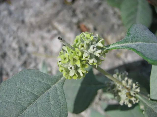 Butterfly Bush (Buddleia Davidii) — Butterfly Bush (Buddleia davidii) is a fast-growing deciduous shrub; it blooms from summer to autumn, image 59
