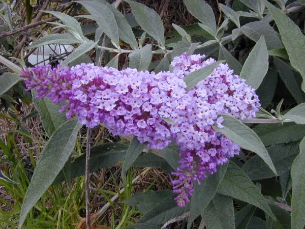 Butterfly Bush (Buddleia Davidii) — Dominant in USDA hardiness zones 5 through 9