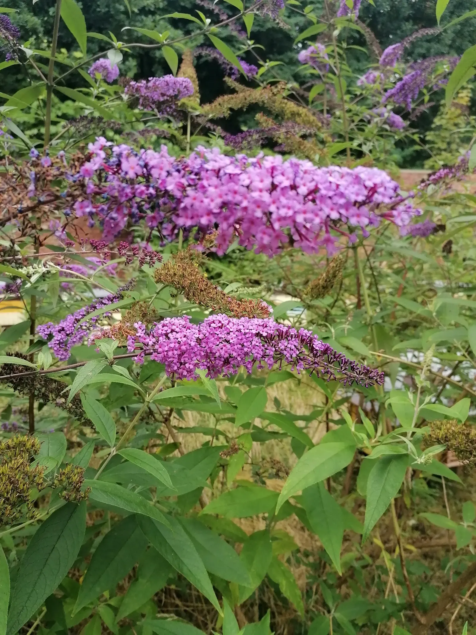 Butterfly Bush (Buddleia Davidii) — and as a focal point in ornamental landscapes; but benefits from regular watering during prolonged dry spells, image 111
