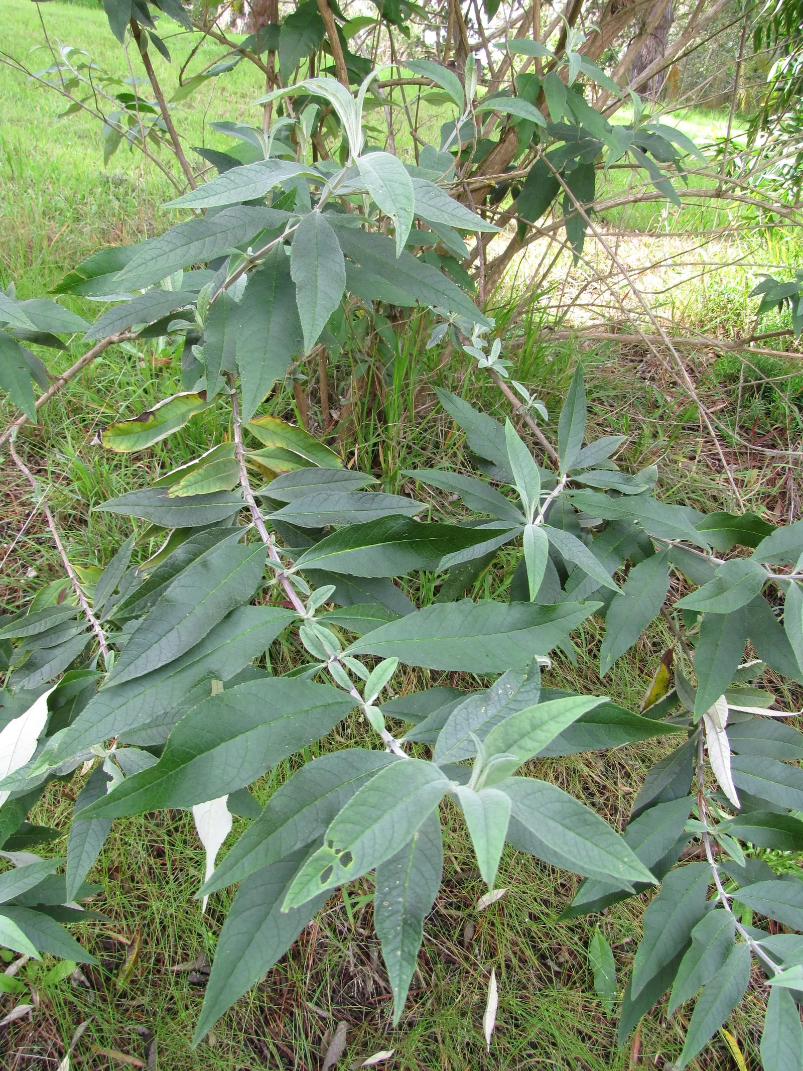 Butterfly Bush (Buddleia Davidii) — treasured for its ability to attract butterflies and other pollinators to the landscape; typically reaching 6-12 ft in