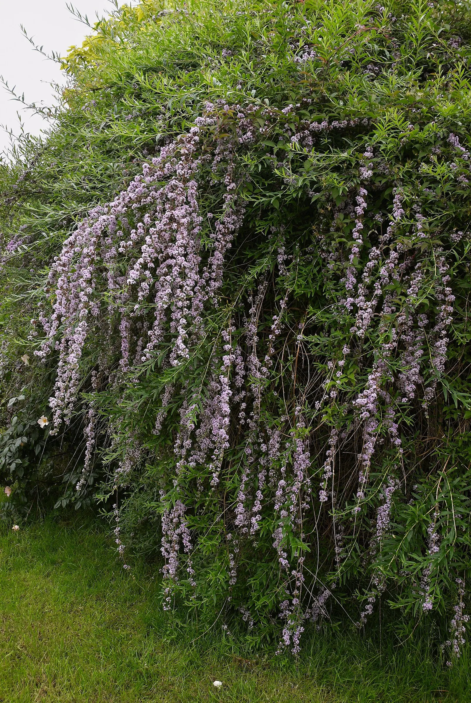 Butterfly Bush (Buddleia Davidii) — treasured for its ability to attract butterflies and other pollinators to the landscape; typically reaching, image 96