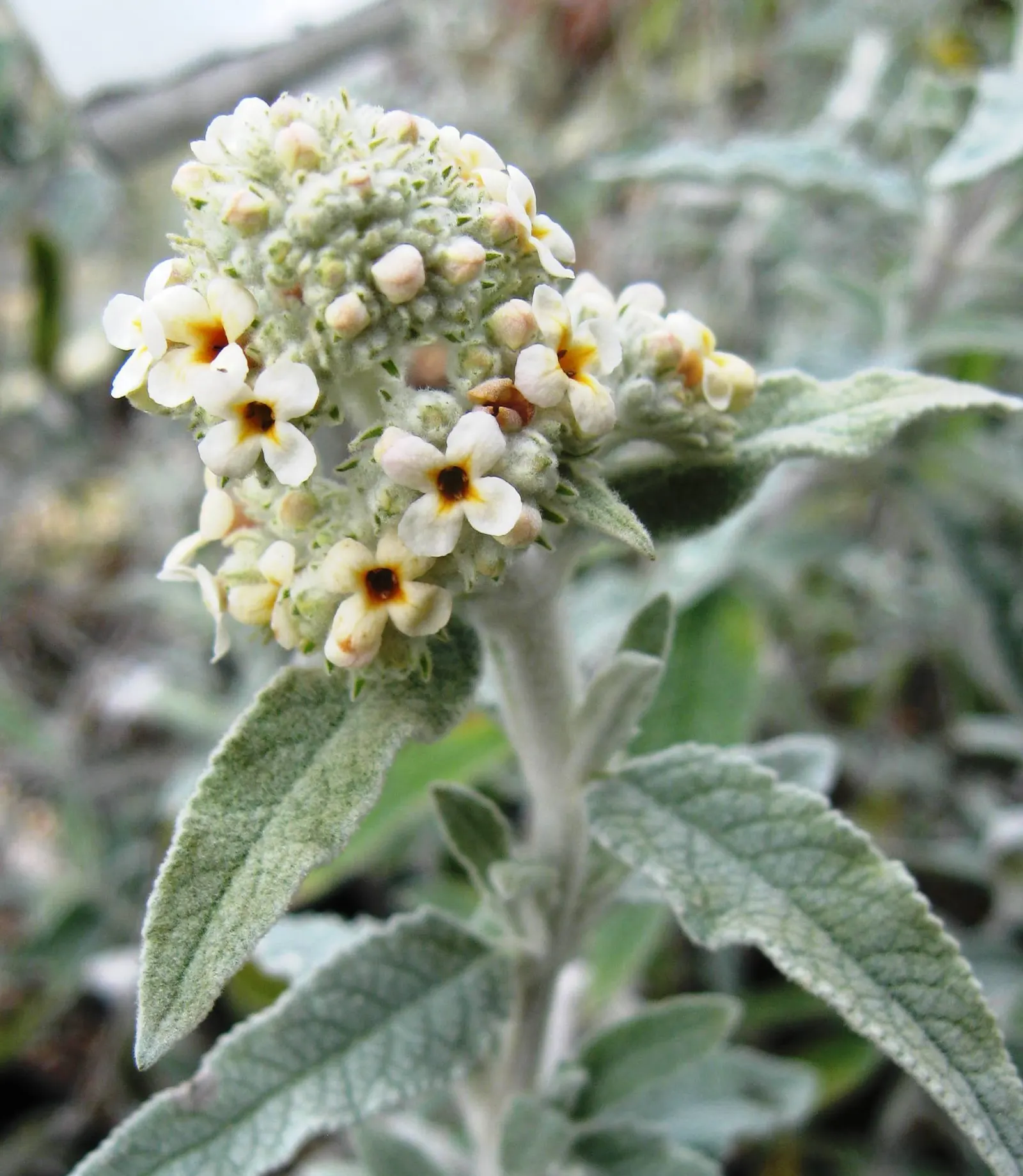 Butterfly Bush (Buddleia Davidii) — thus adding dynamic wildlife interest to the space.<br><br>For optimal growth; shrub for full or half, image 75