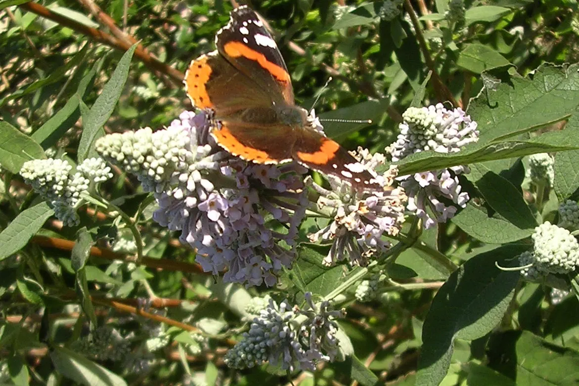 Butterfly Bush (Buddleia Davidii) — thus adding dynamic wildlife interest to the space.<br><br>For optimal growth; shrub for full or half, image 104