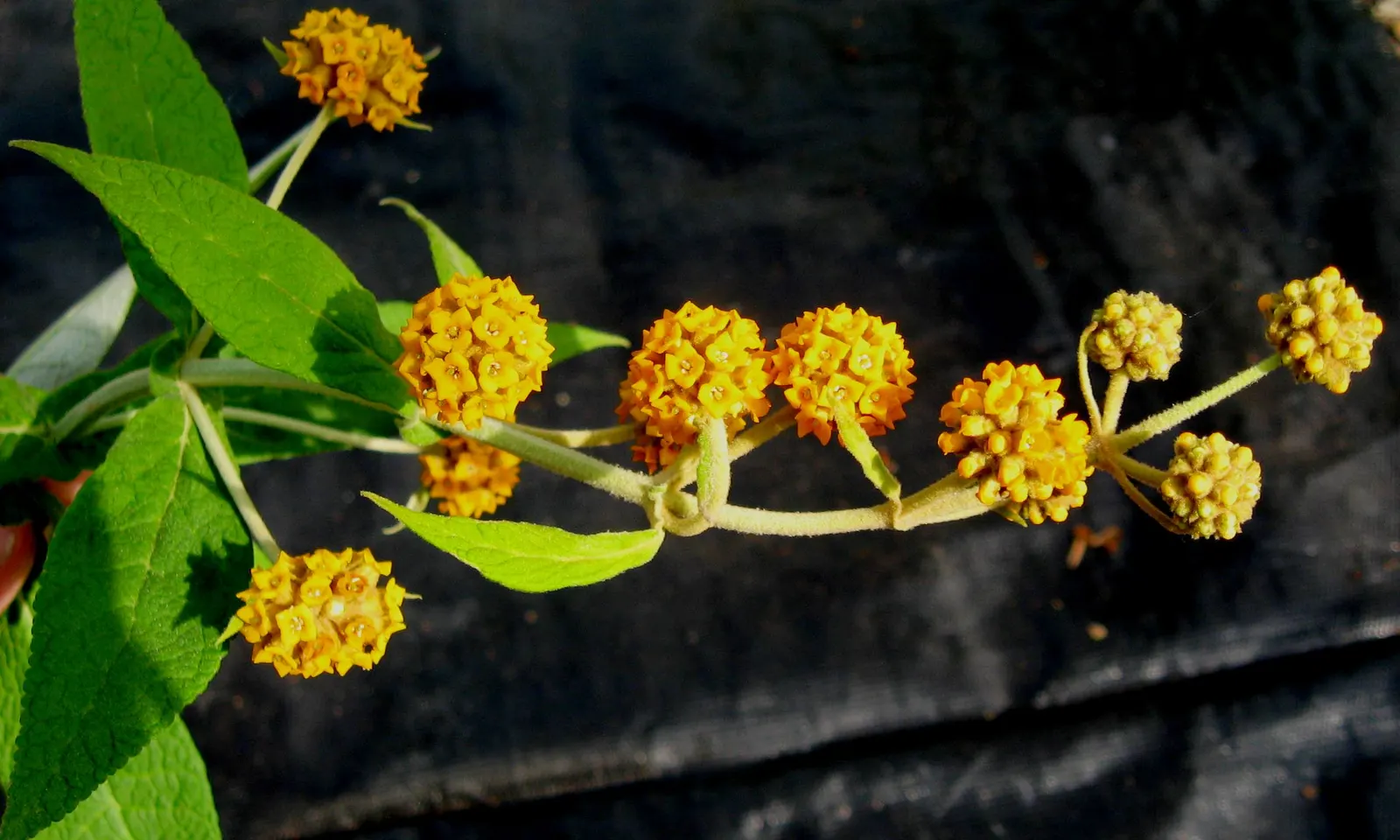Butterfly Bush (Buddleia Davidii) — shrub for full or half; making it a favorite amongst garden enthusiasts, image 87