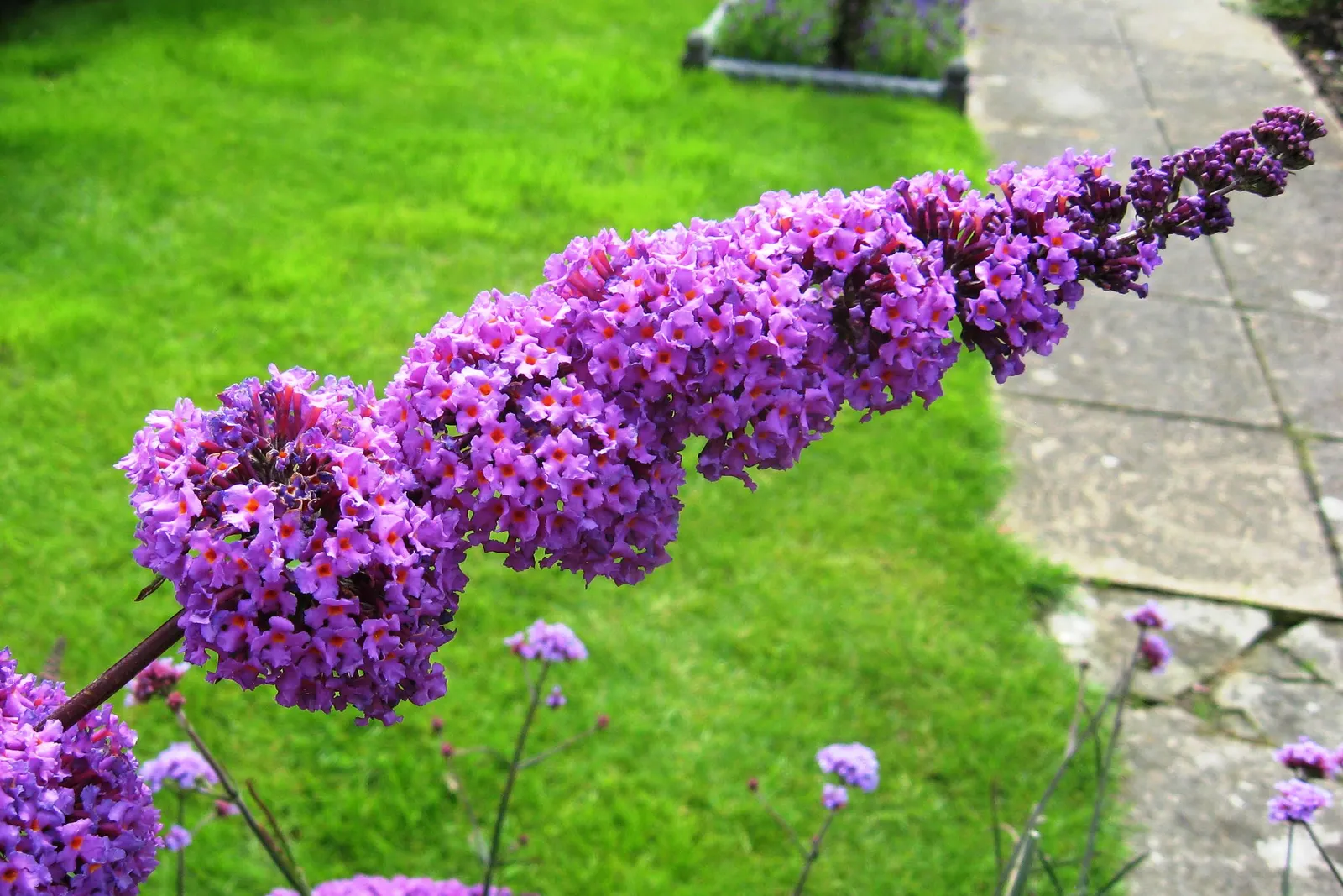 Butterfly Bush (Buddleia Davidii) — shrub with purple blooms; it is relatively drought-tolerant once established