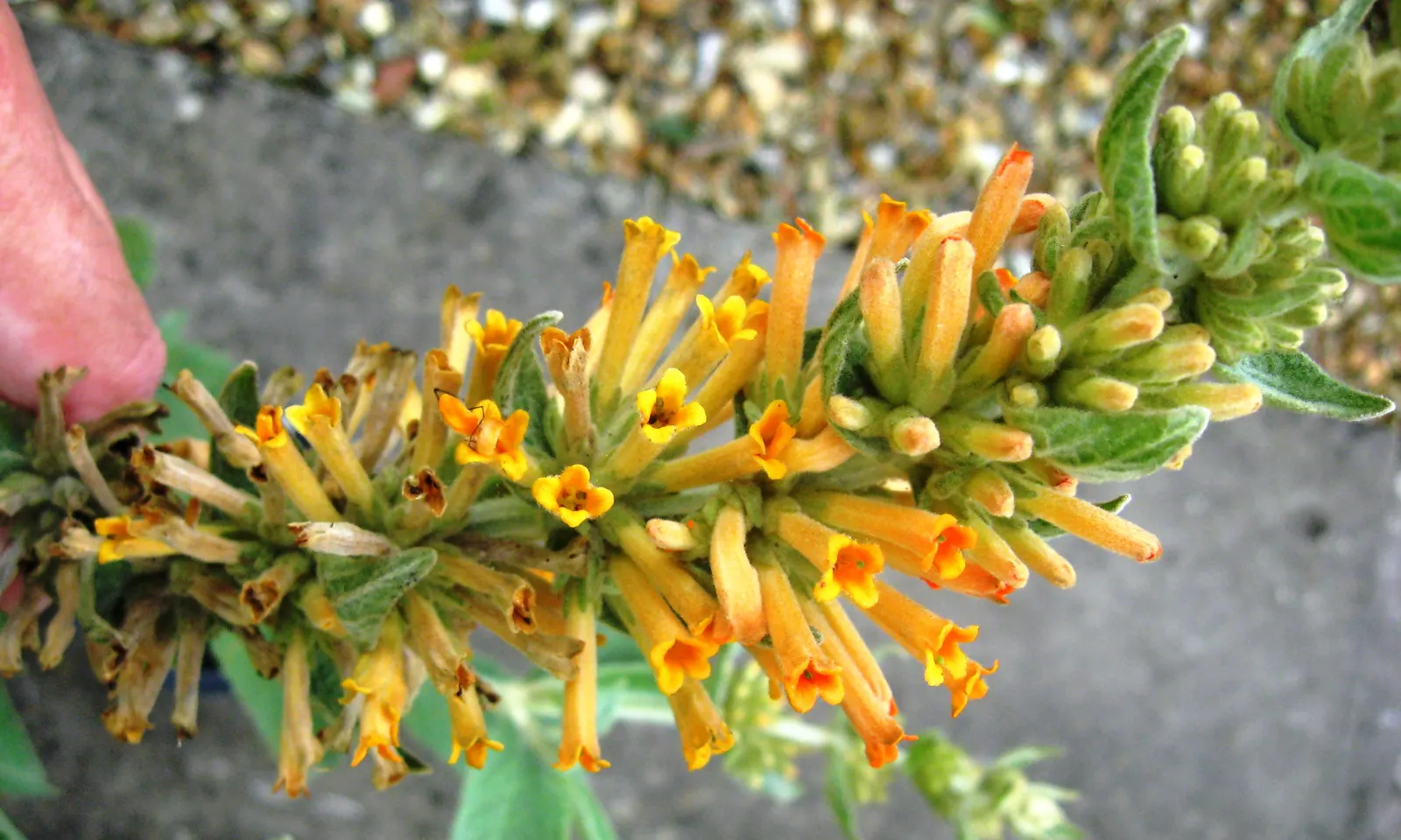 Butterfly Bush (Buddleia Davidii) — Its arching branches exhibit lance-shaped leaves that are typically 6 to 10 inches long