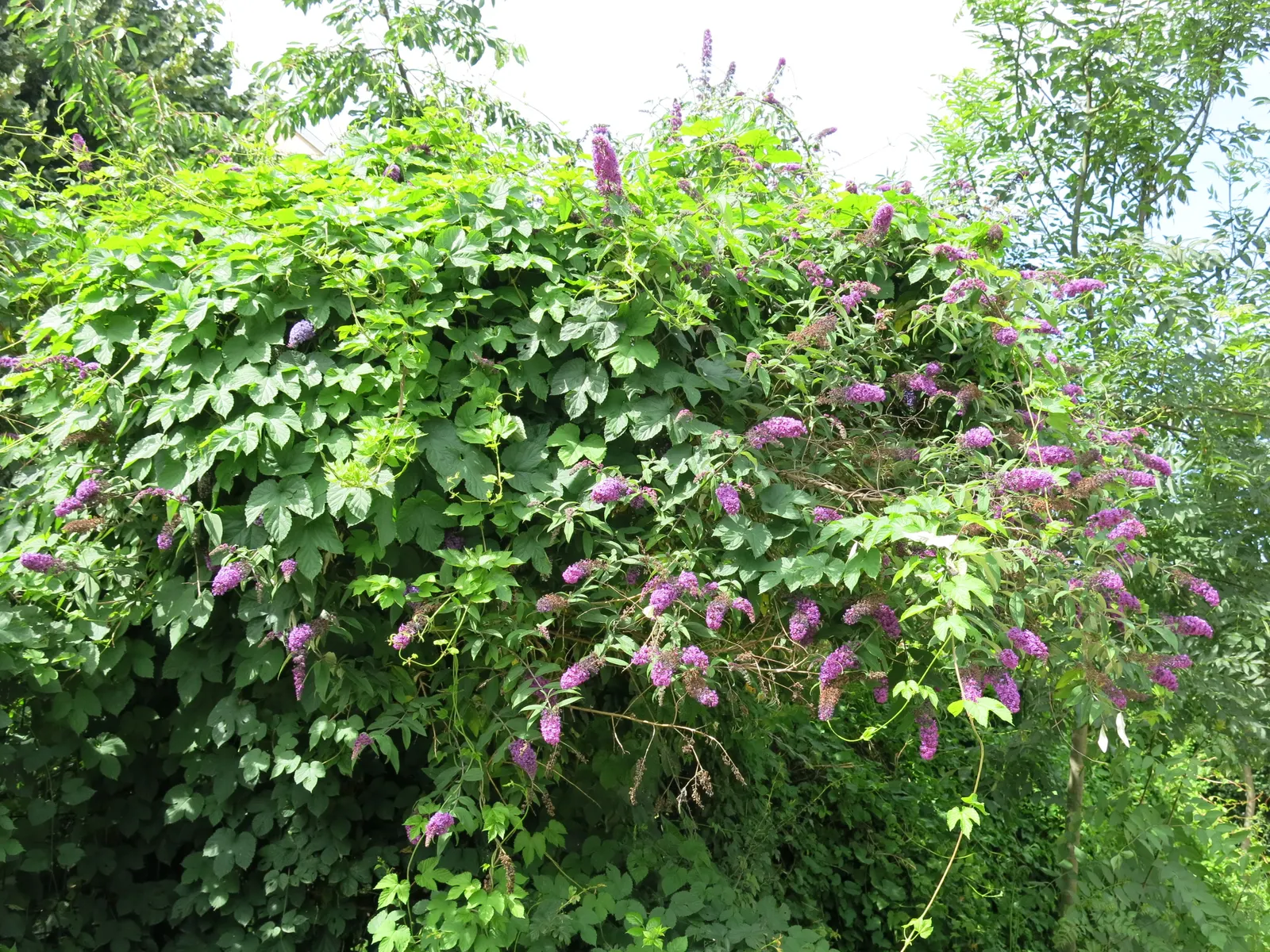 Butterfly Bush (Buddleia Davidii) — each cluster measuring between 4 and 10 inches in length; is an eye-catching deciduous or semi-evergreen shrub, image 101