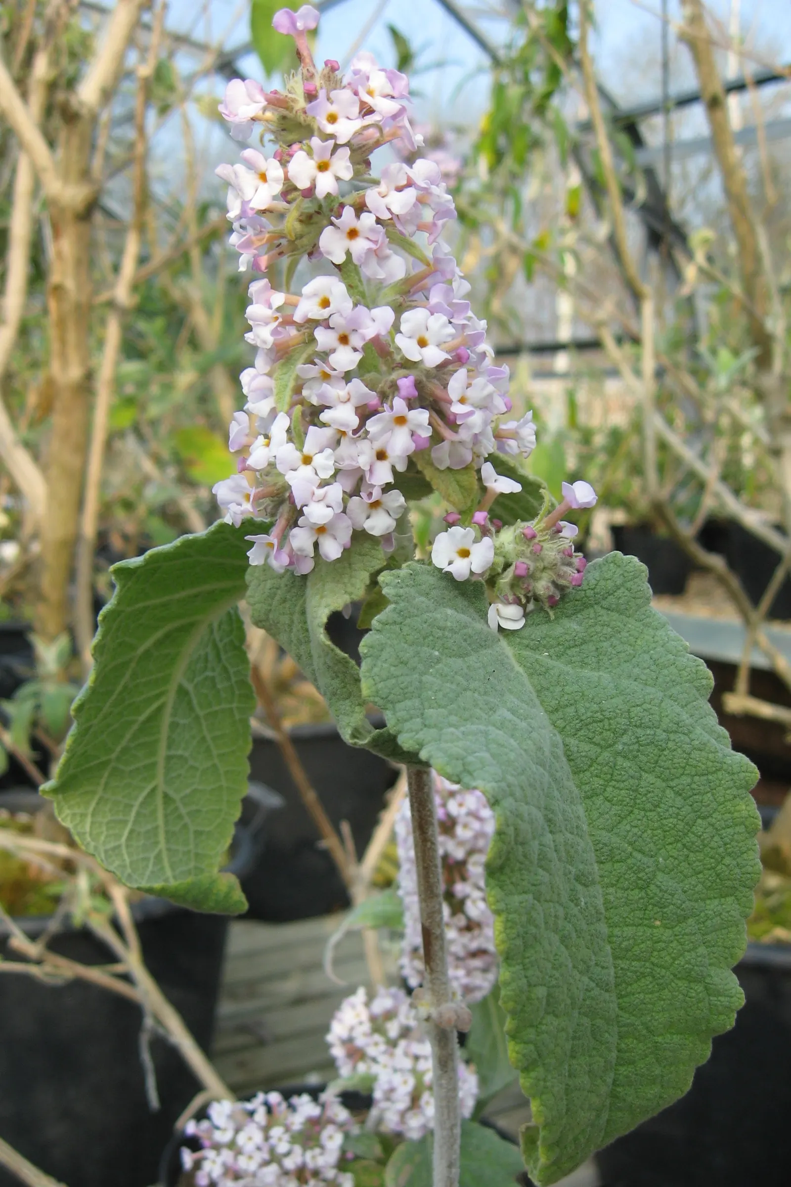 Butterfly Bush (Buddleia Davidii) — which consists of at least 6 hours of direct sunlight per day; scientifically known as Buddleia davidii, image 134