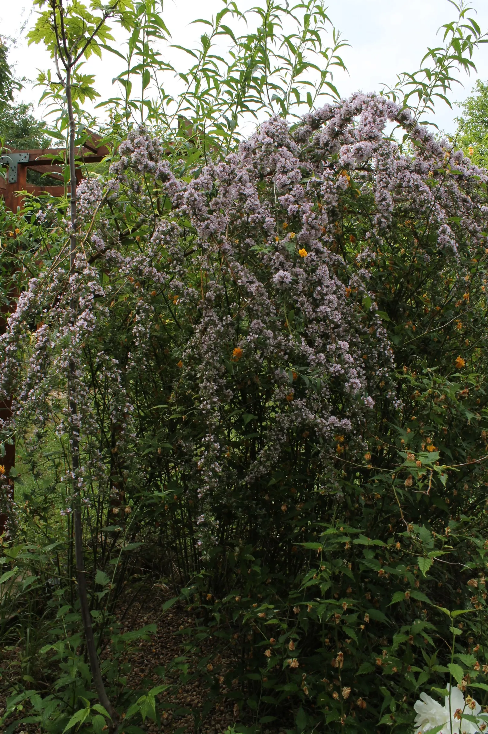 Butterfly Bush (Buddleia Davidii) — depending on the cultivar and growing conditions; and are absolutely magnetic to butterflies and bees