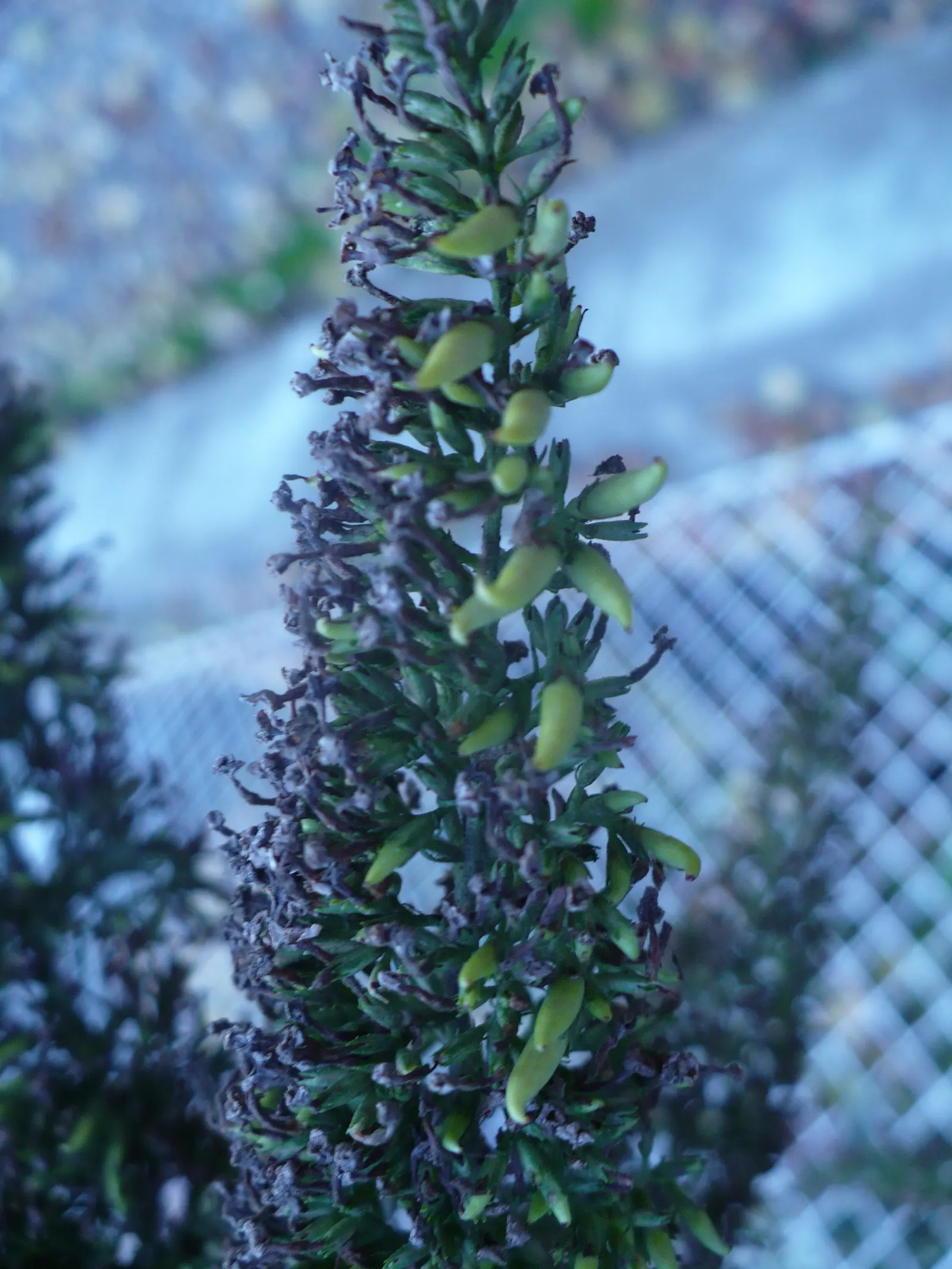 Butterfly Bush (Buddleia Davidii) — and are absolutely magnetic to butterflies and bees; as blooms occur on new wood, image 74